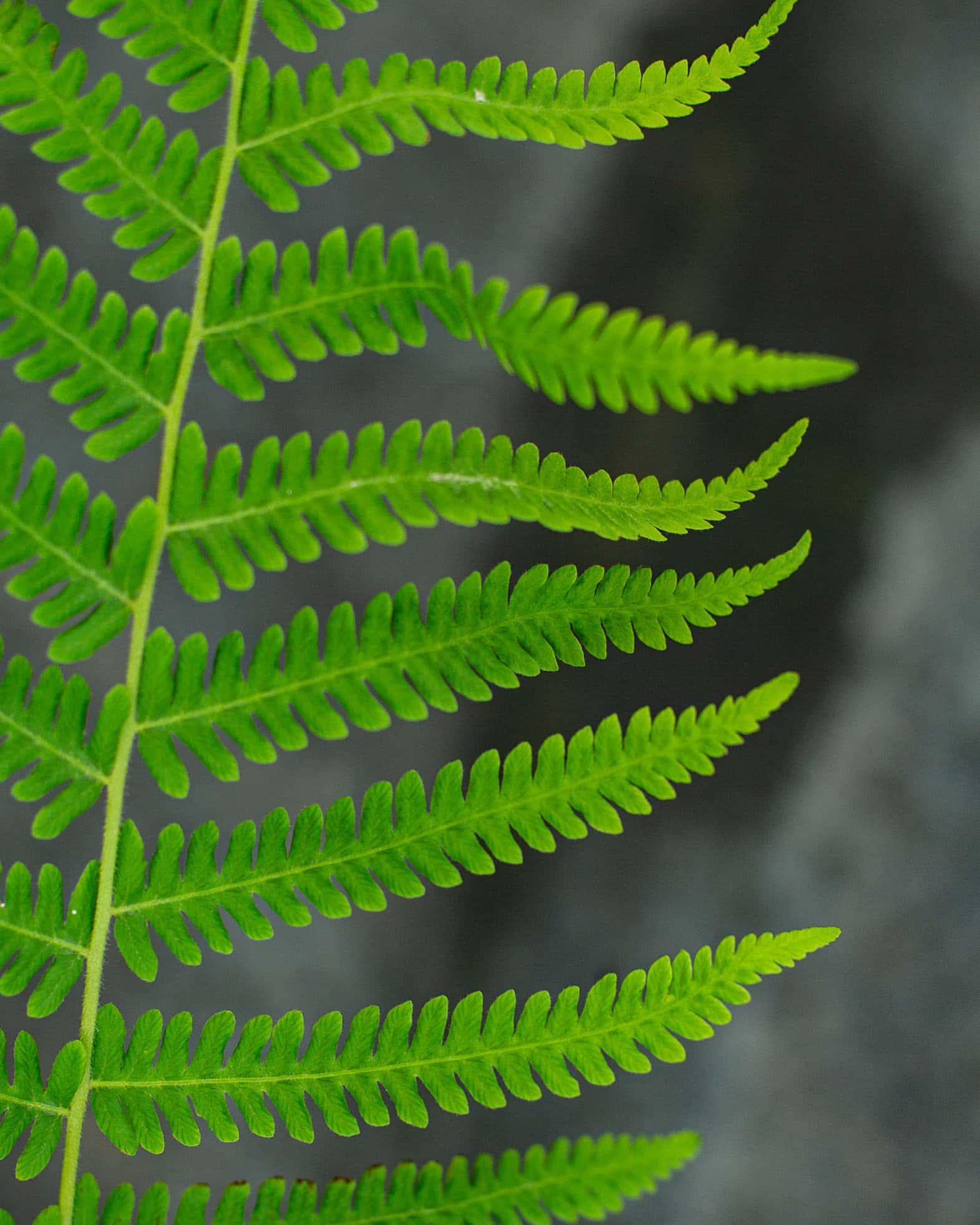 Southern Wood Fern - Image 4