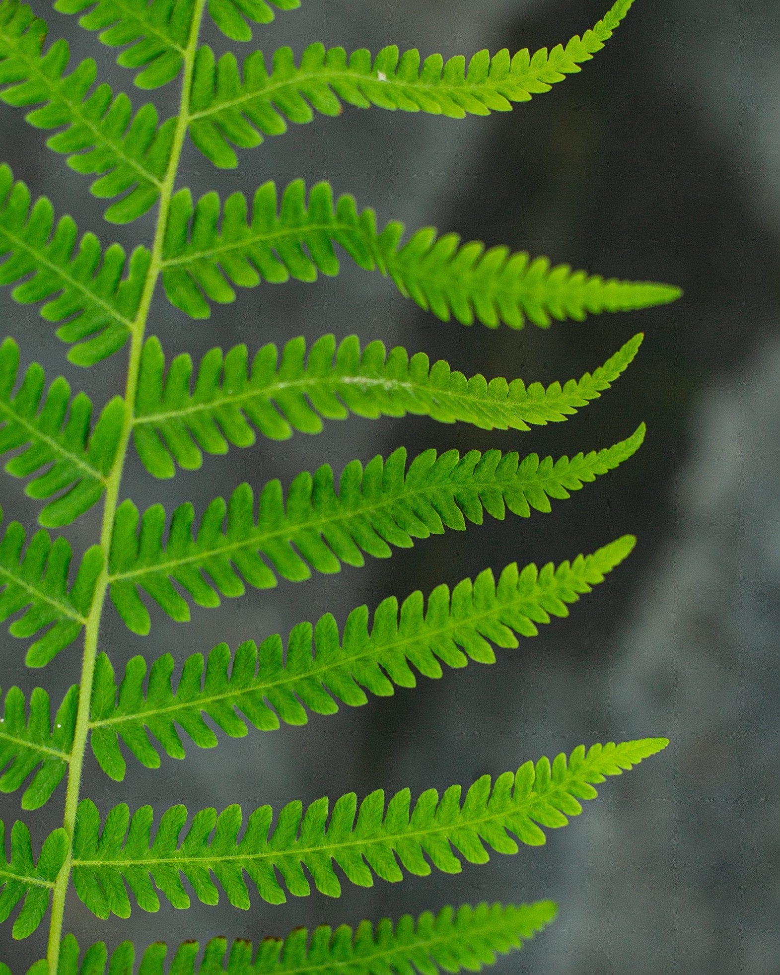 Southern Wood Fern - view 4