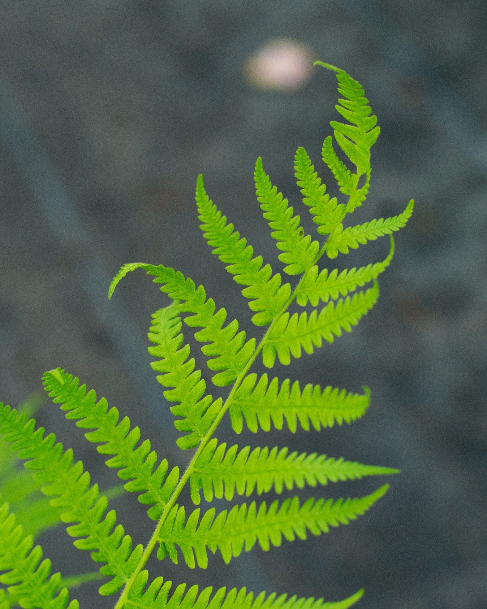 Southern Wood Fern - view 5