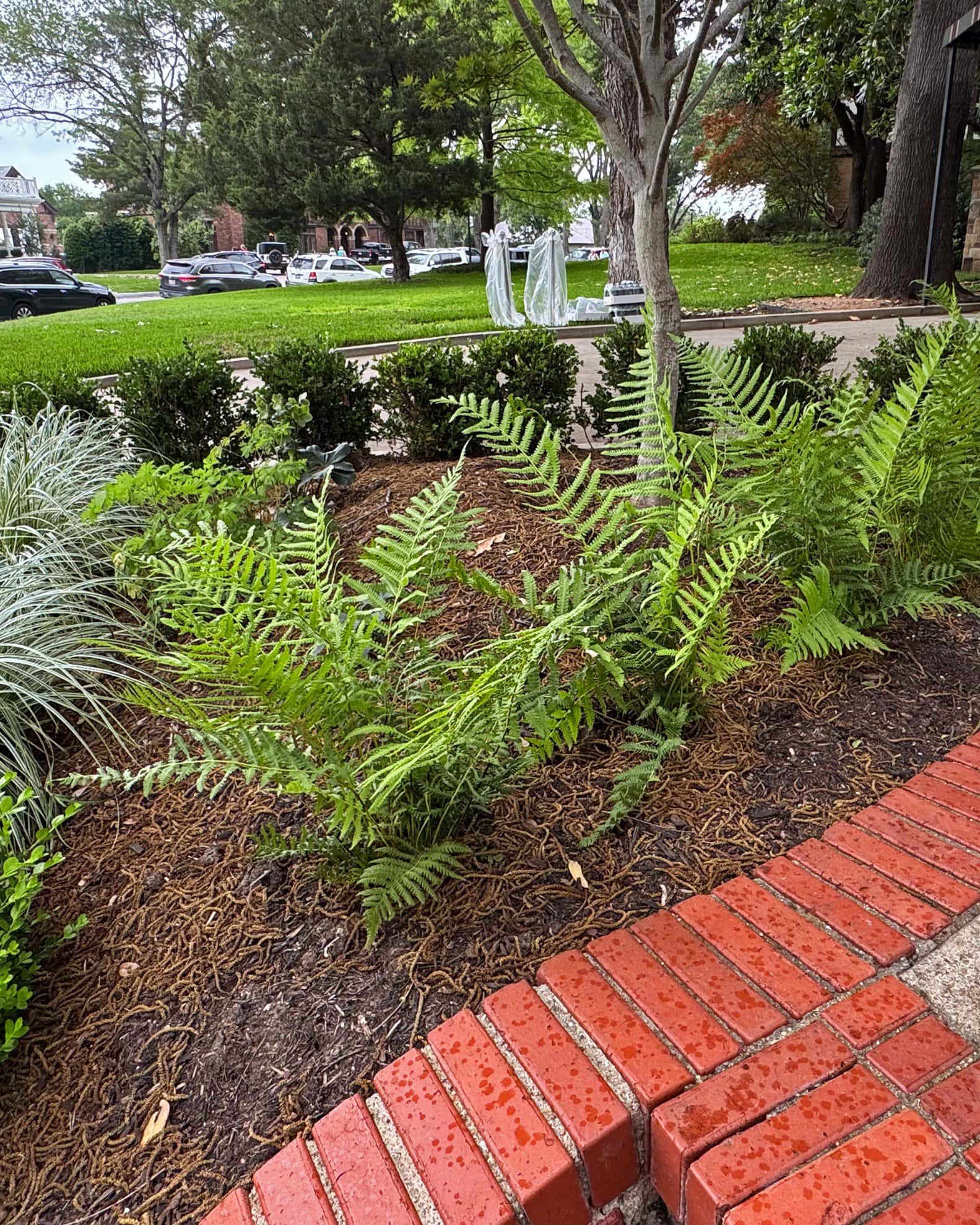 Southern Wood Fern - Image 5