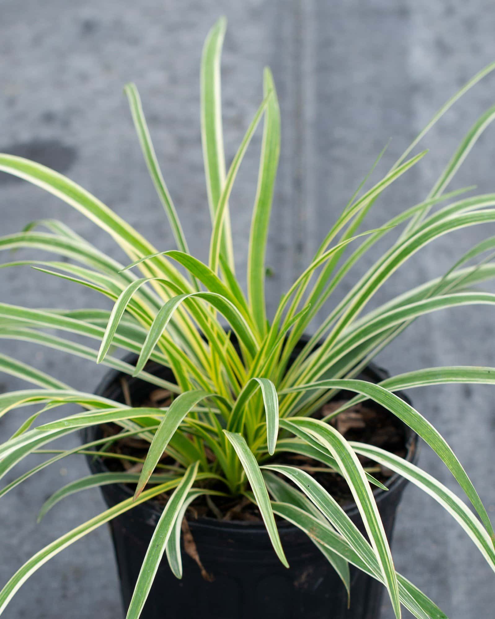 Variegated Liriope - Main Image
