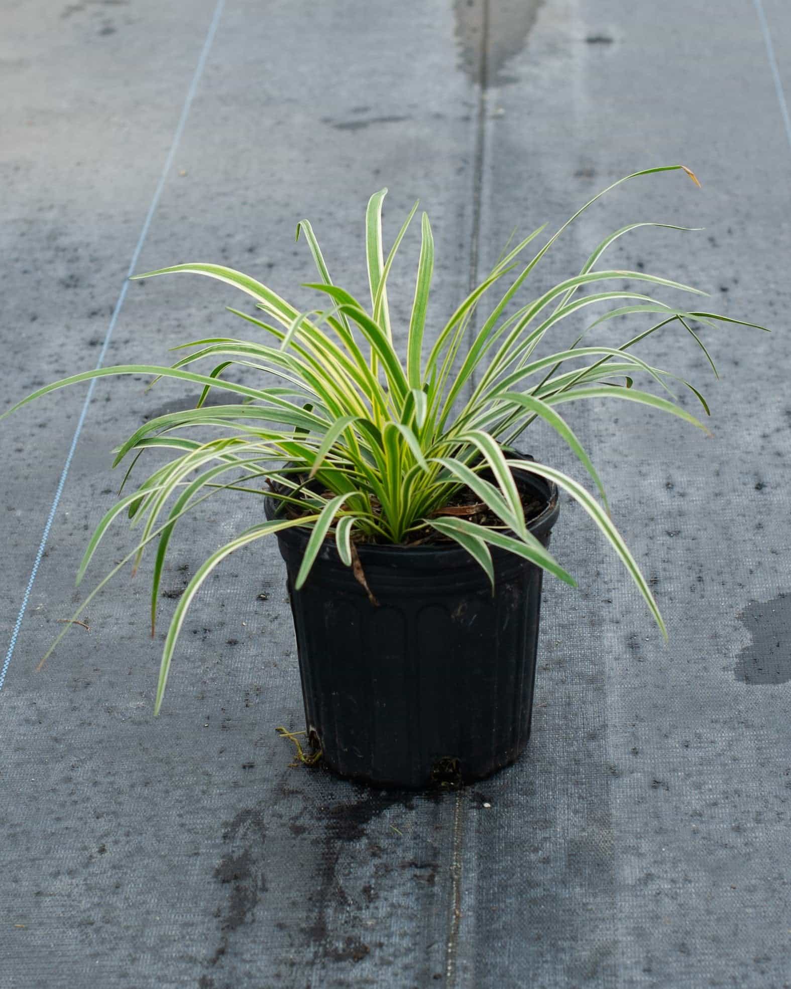 Variegated Liriope - view 2