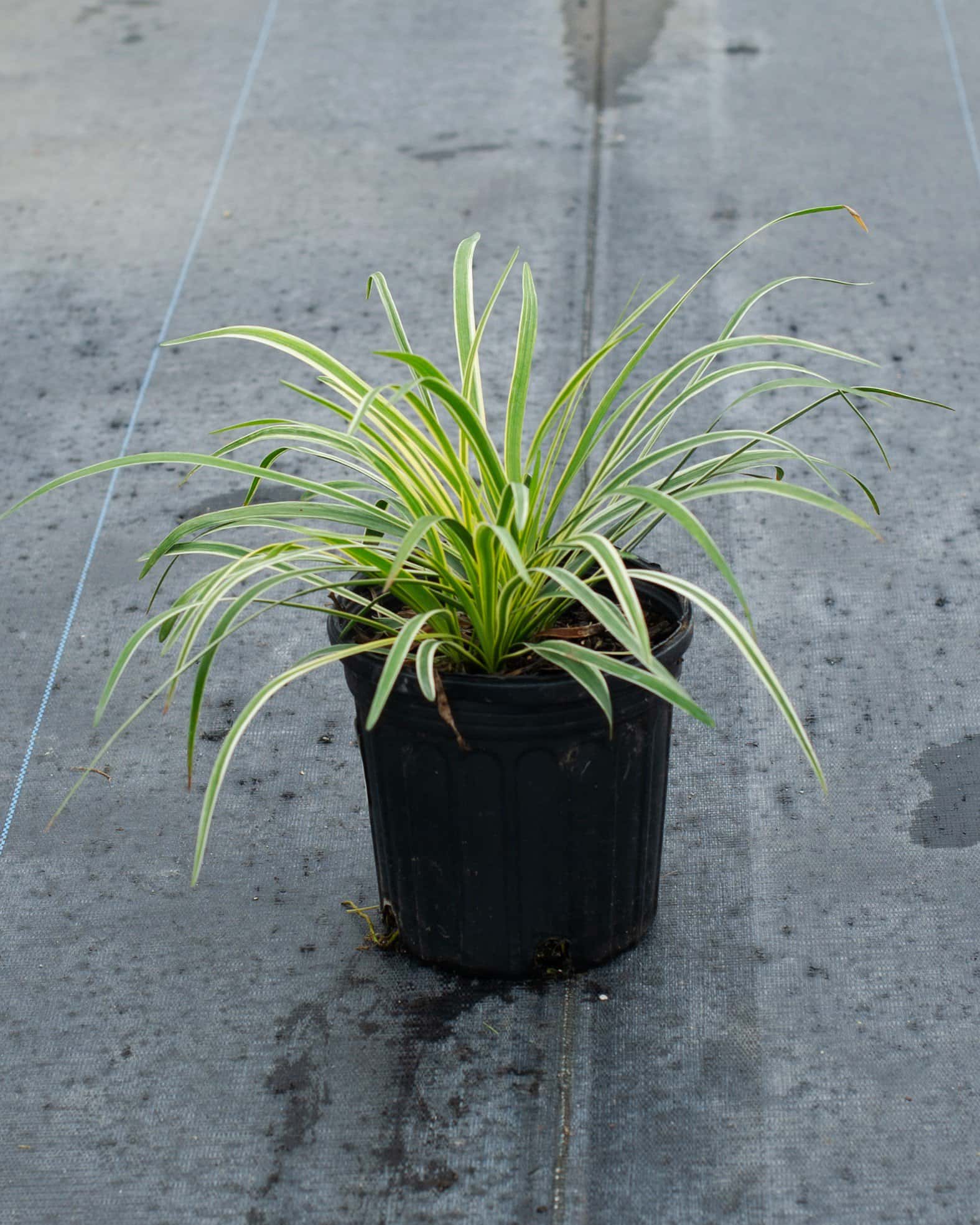 Variegated Liriope - Image 4