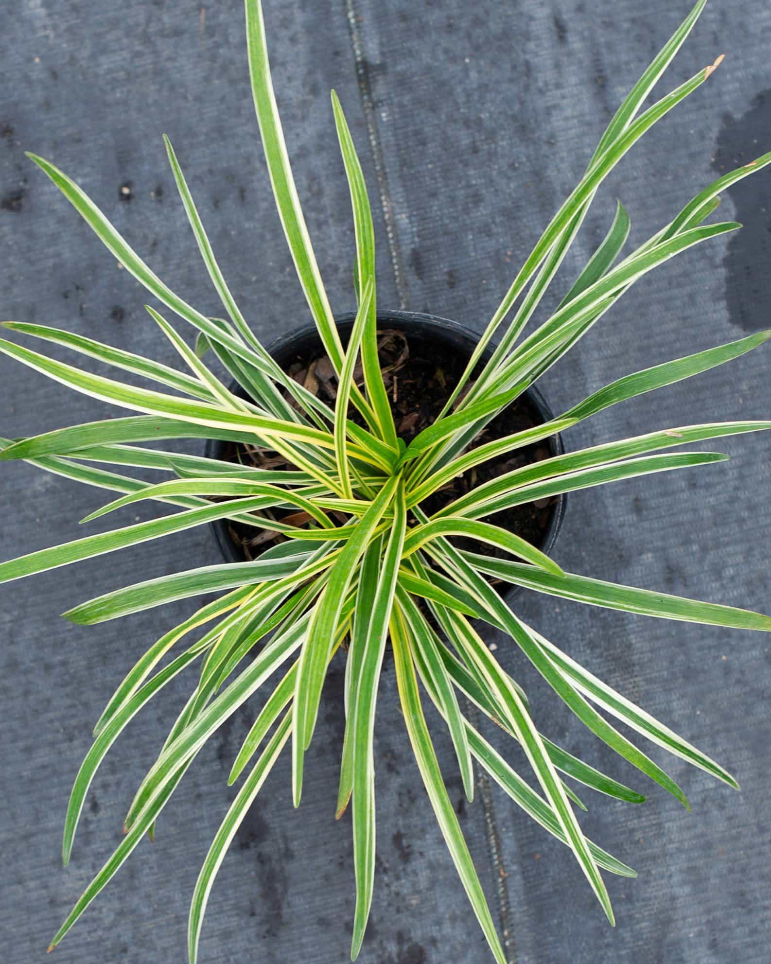 Variegated Liriope - view 3