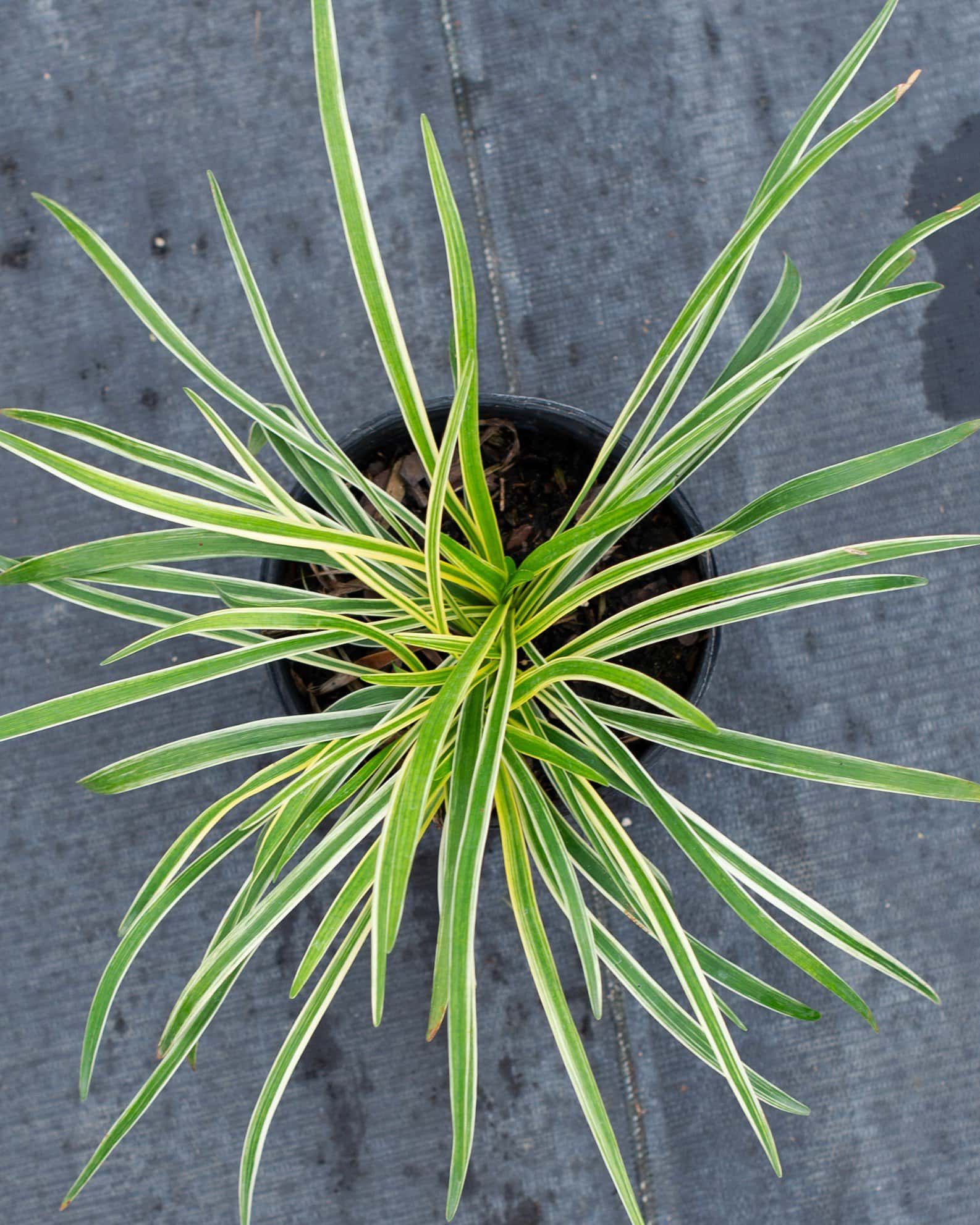 Variegated Liriope - Image 5