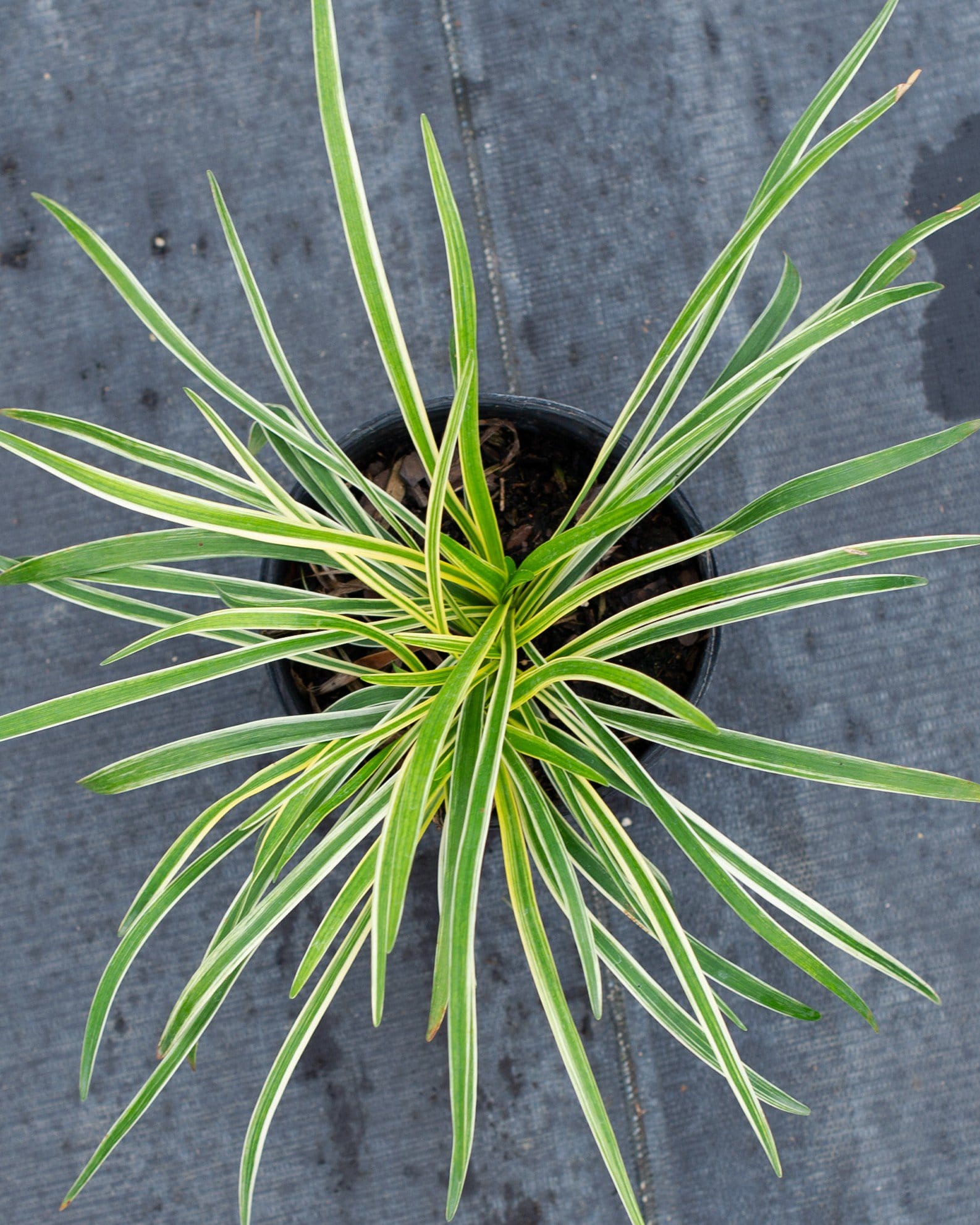 Variegated Liriope - view 3