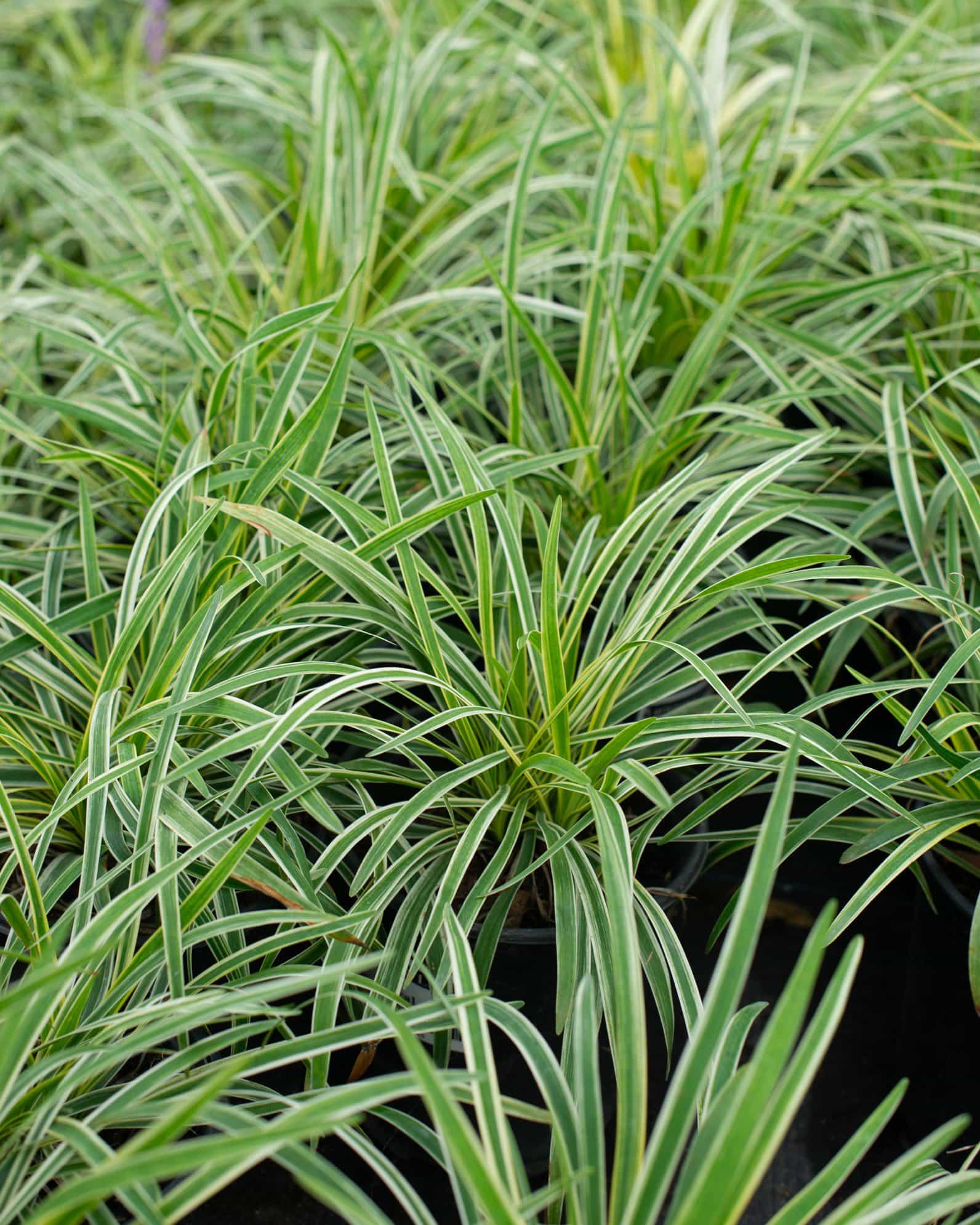 Variegated Liriope - view 4