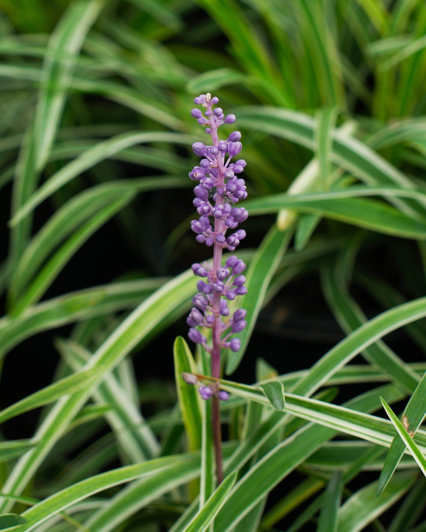 Variegated Liriope - view 5