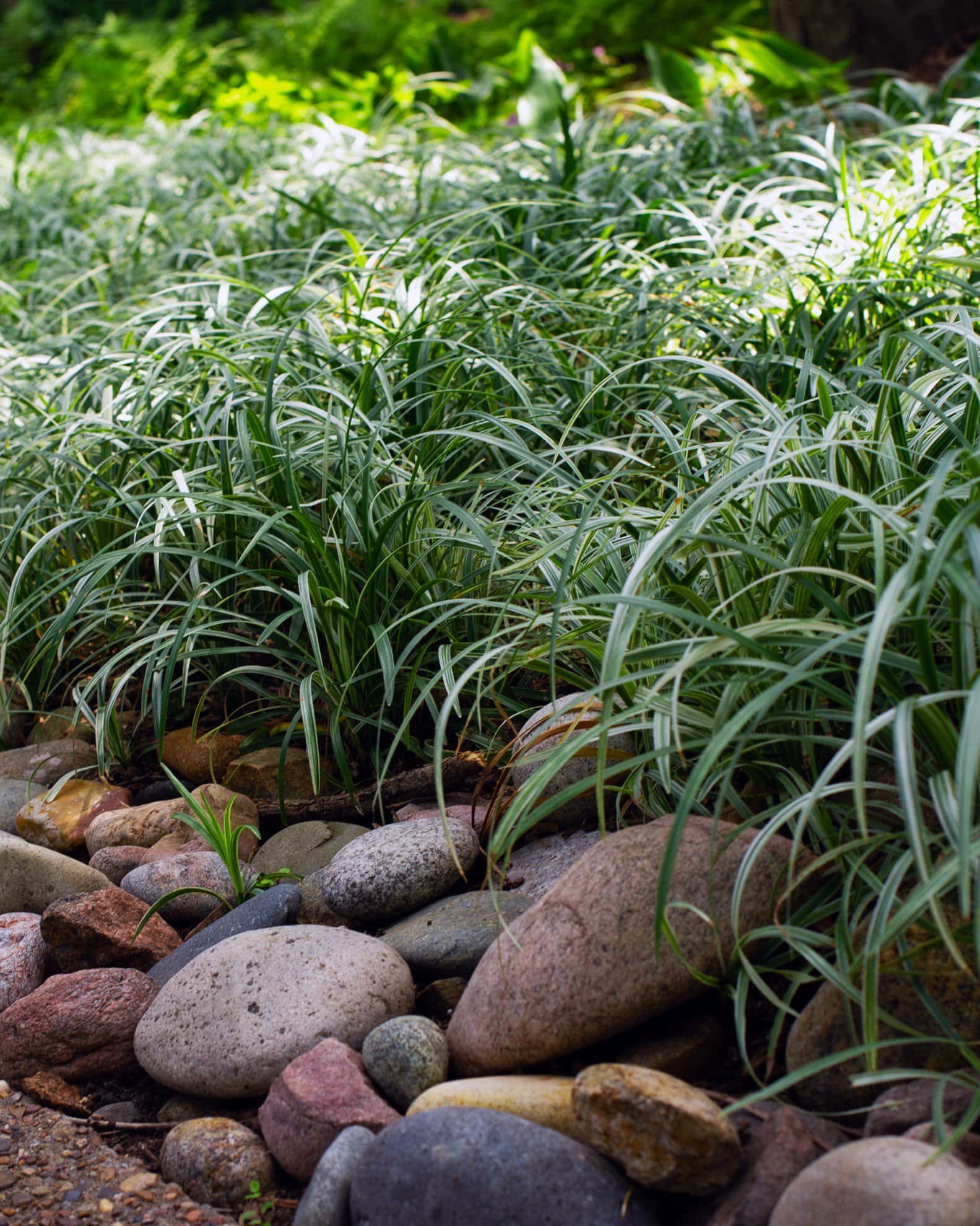 Variegated Liriope - Image 2