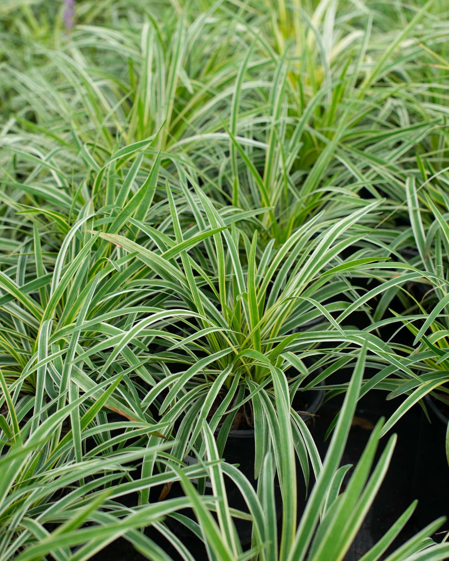 Variegated Liriope - Image 3
