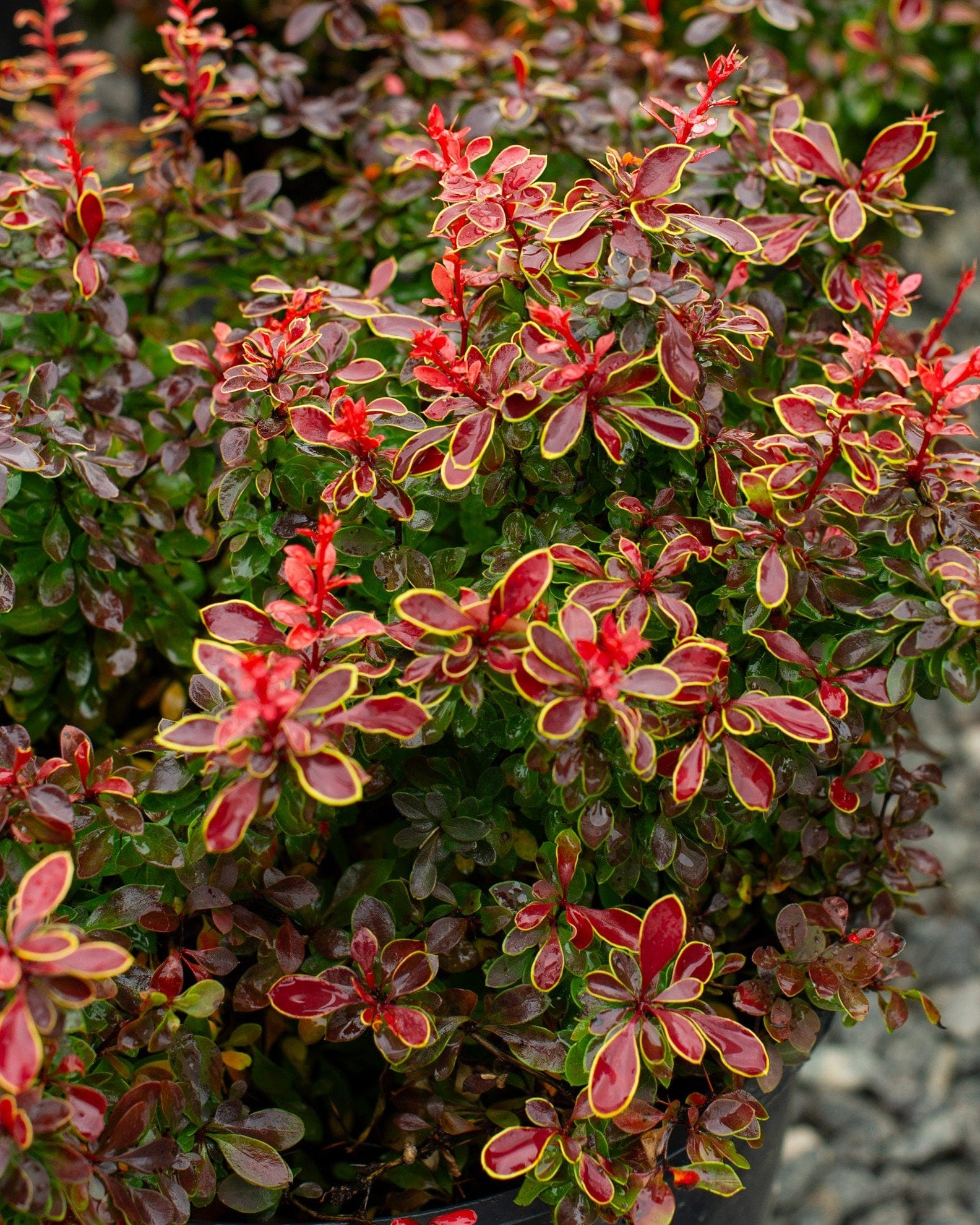 Admiration Barberry - view 2