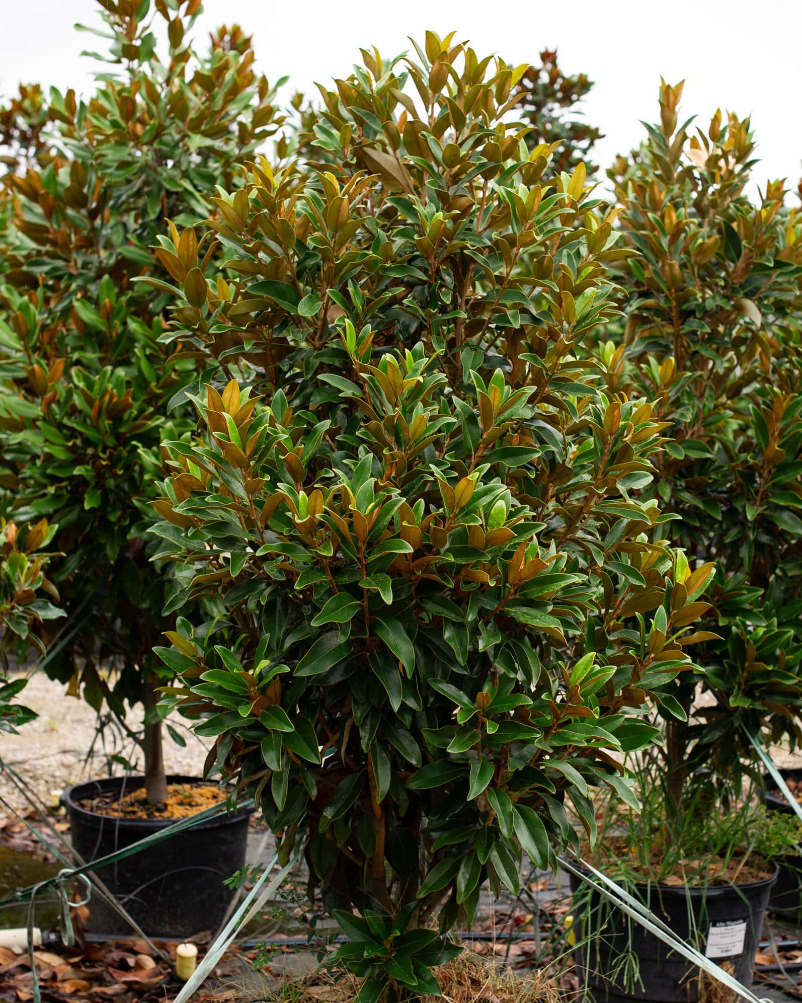 Alta Magnolia - Image 5