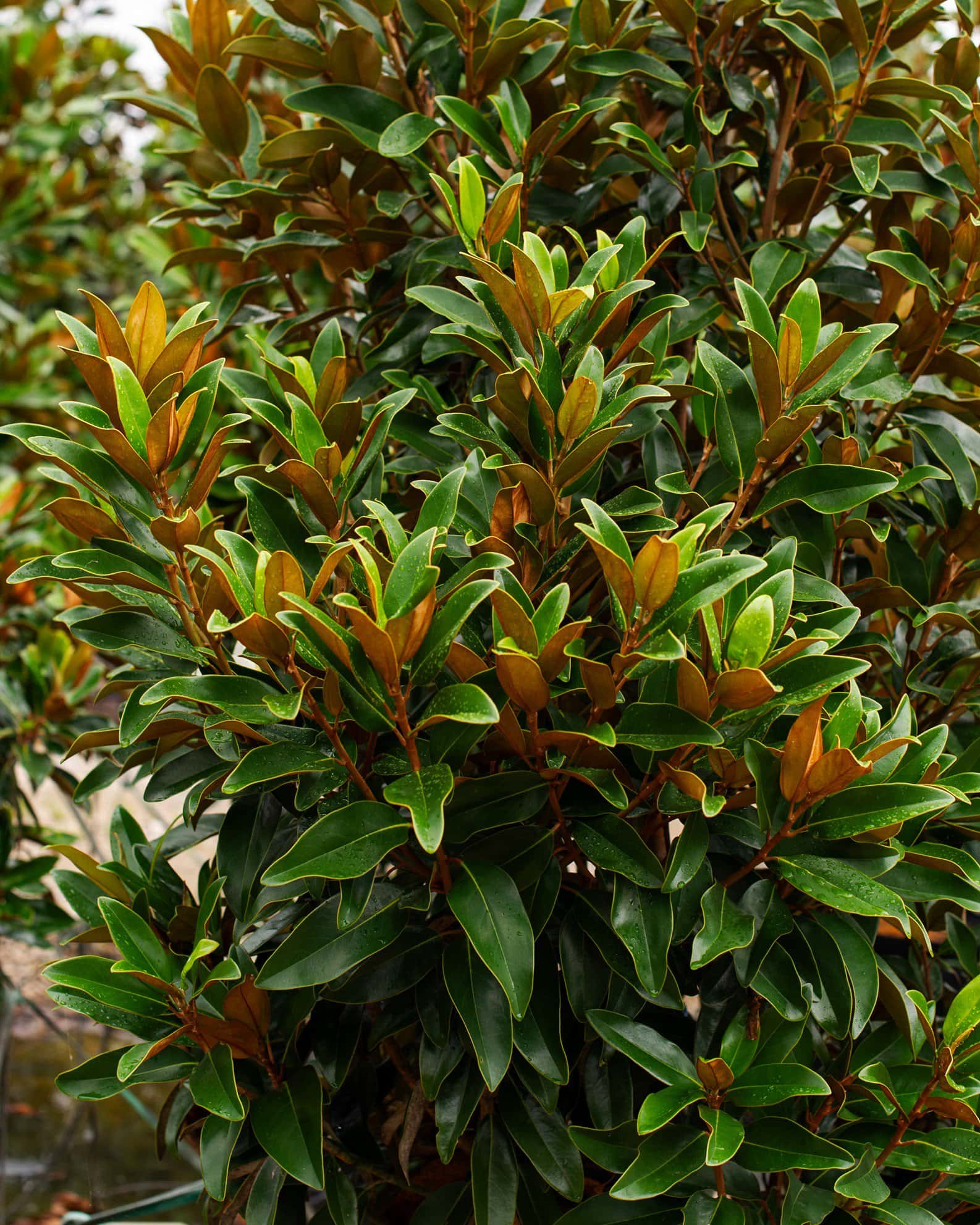 Alta Magnolia - Image 6
