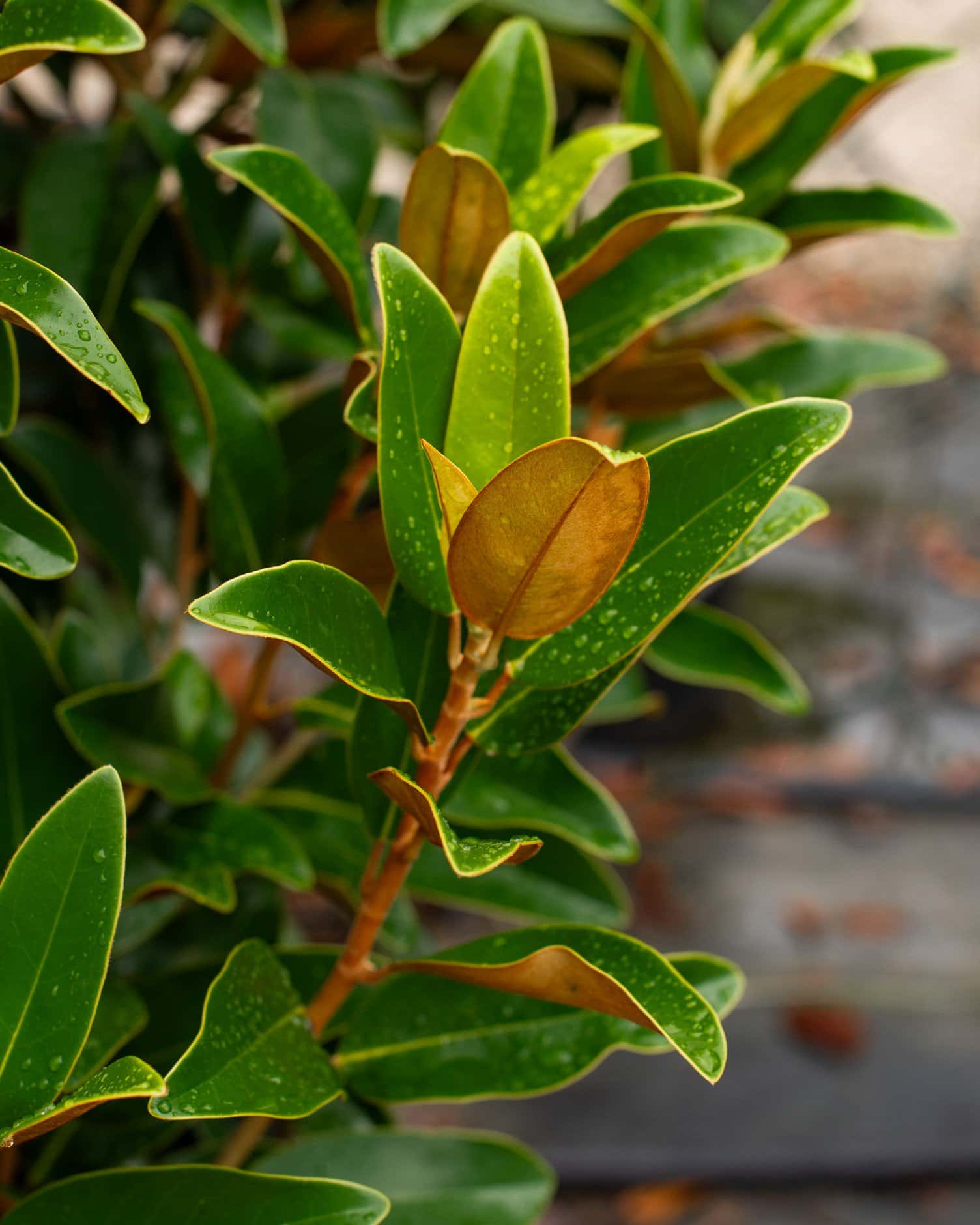 Alta Magnolia - Image 3