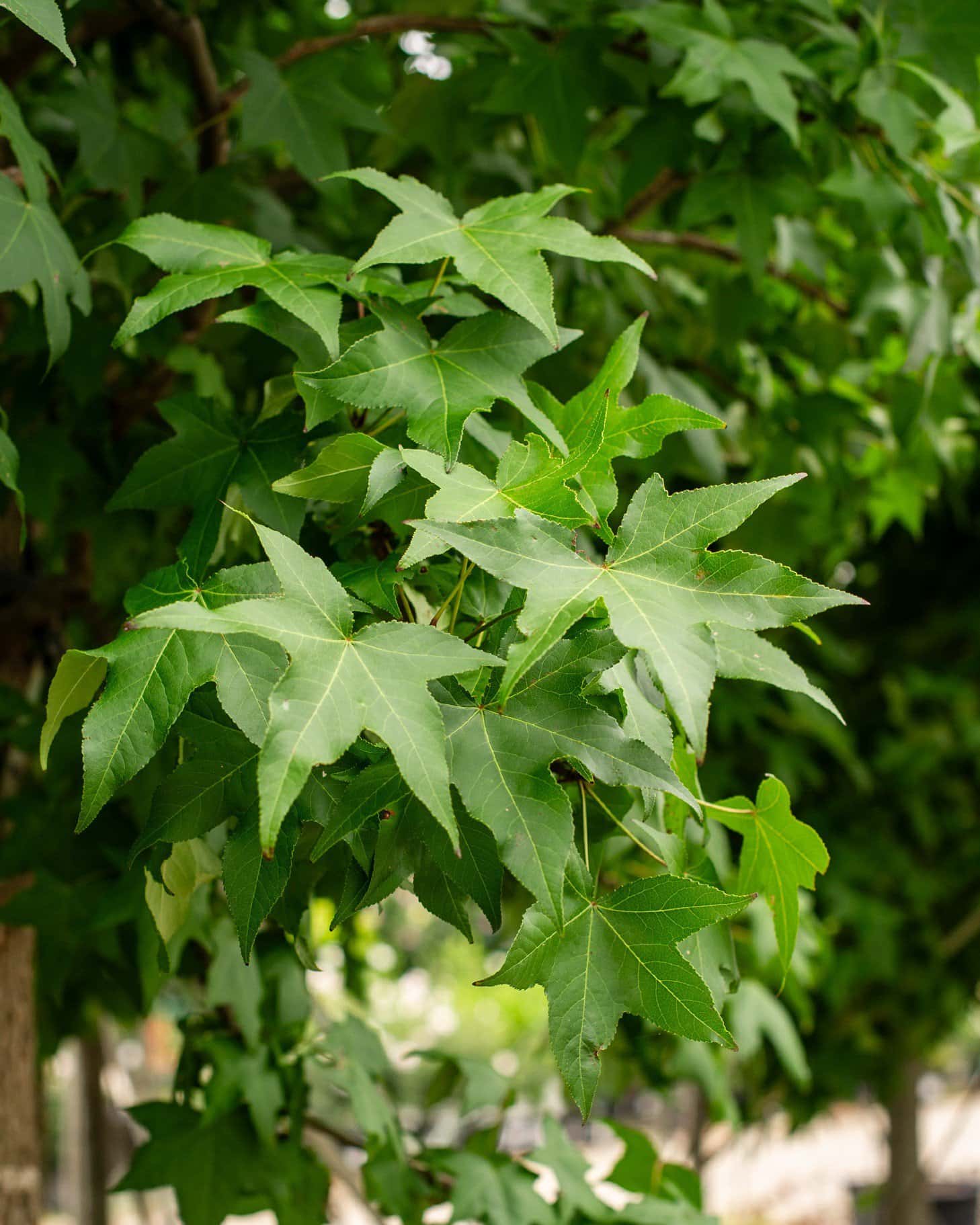 American Sweet Gum - Main Image