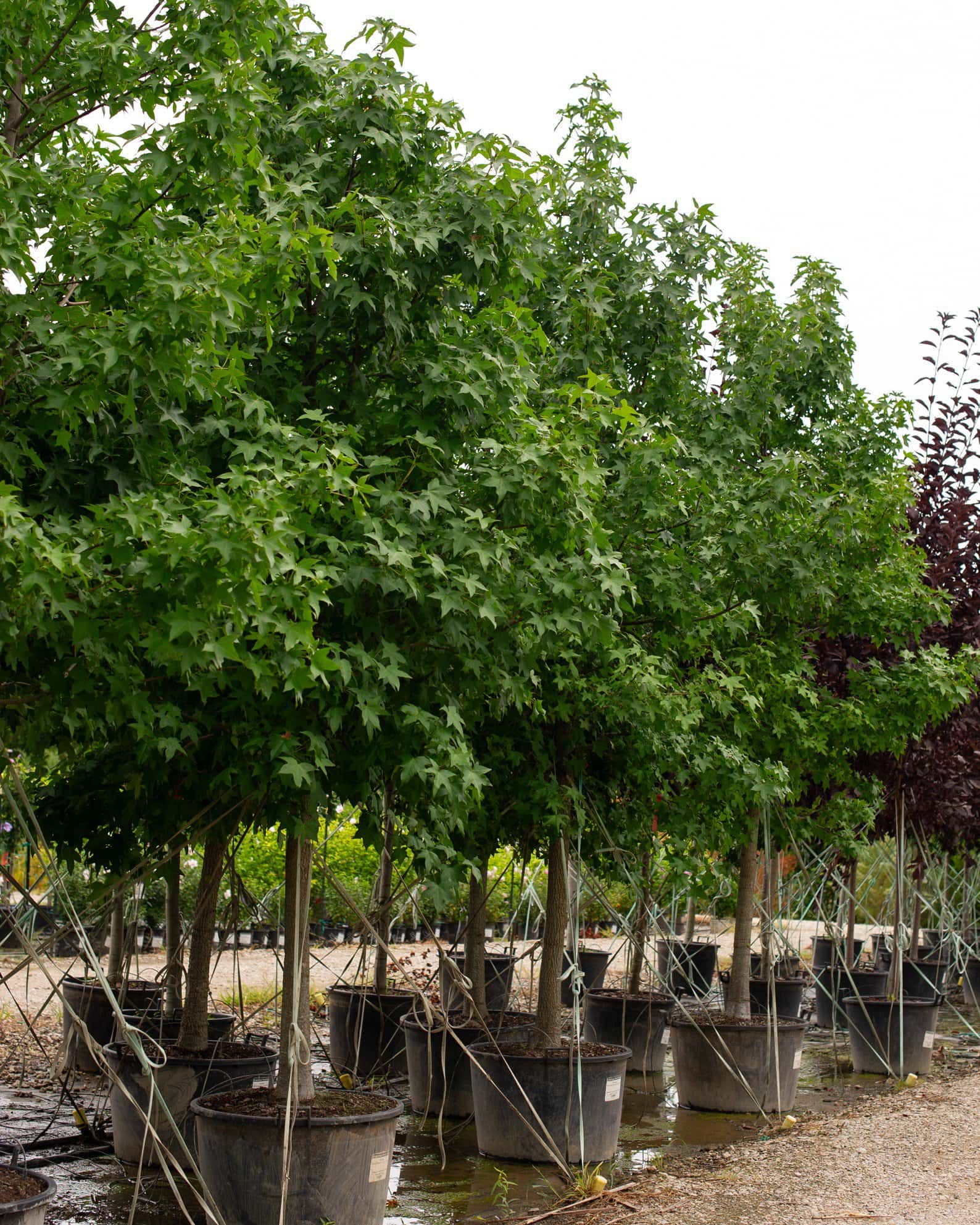 American Sweet Gum - Image 1