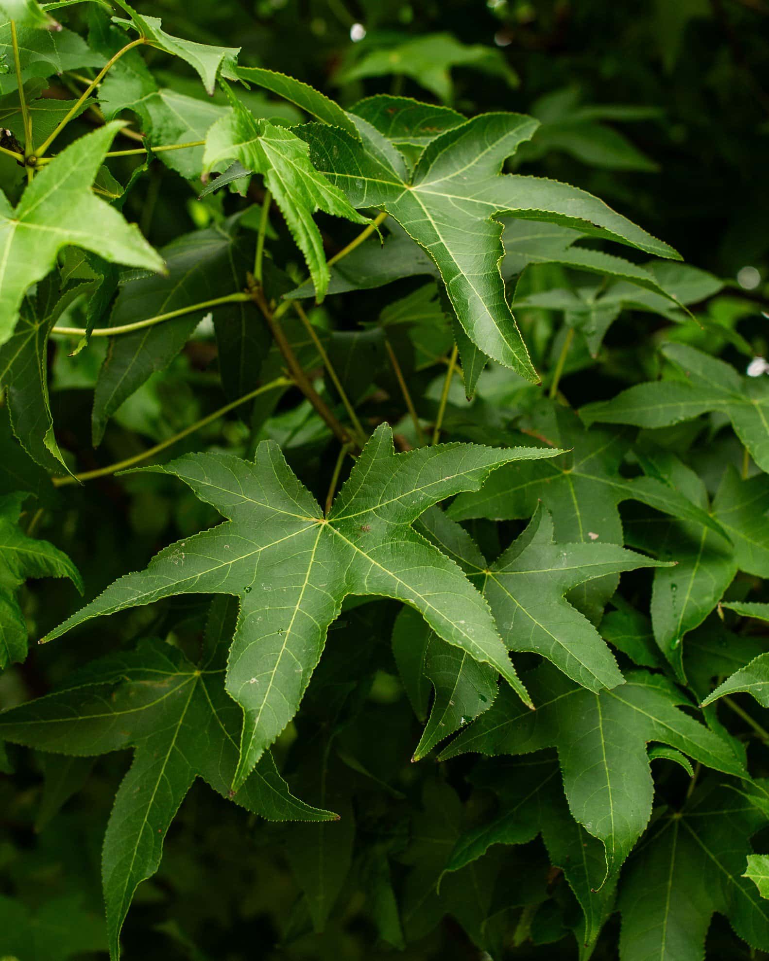 American Sweet Gum - Image 2