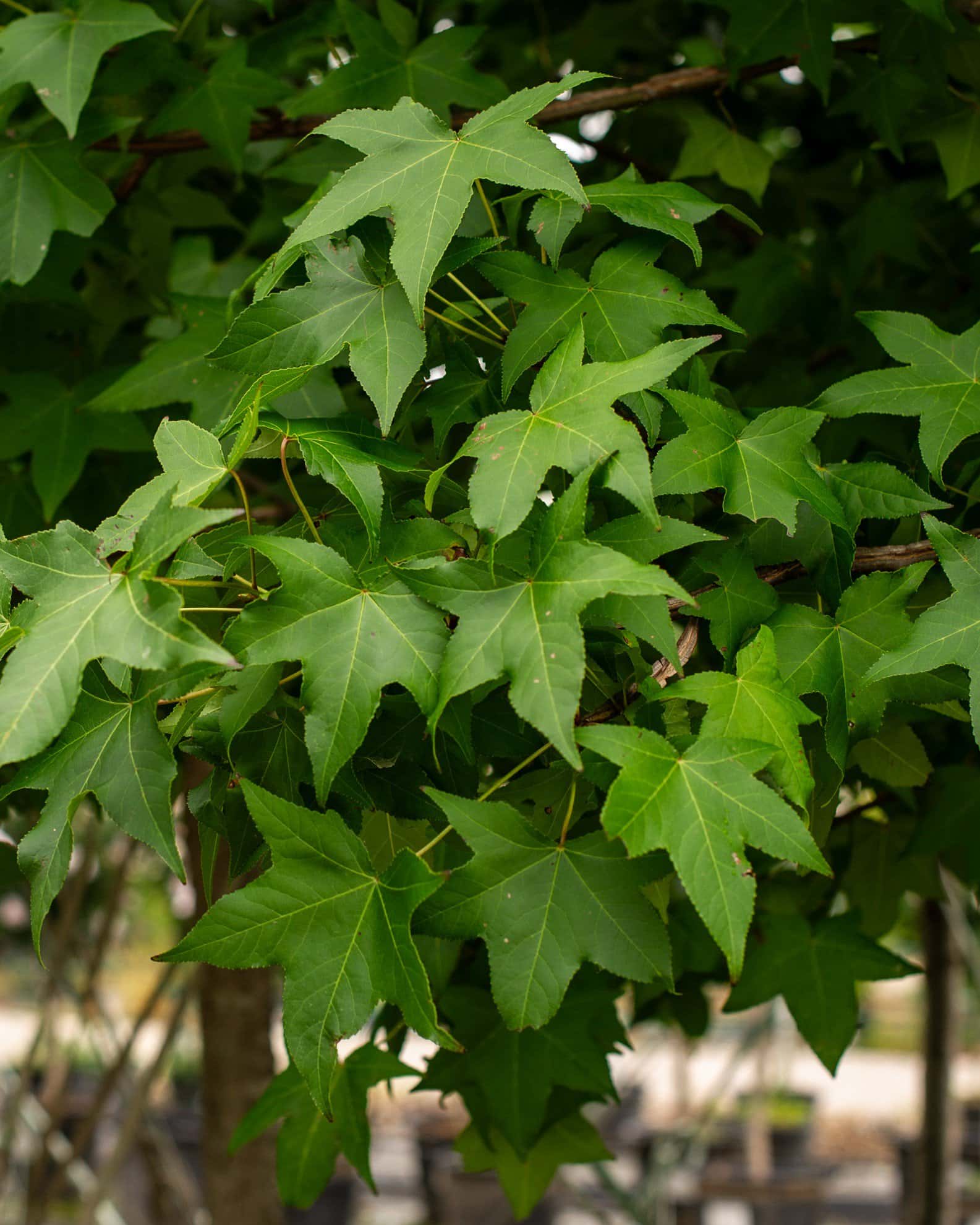 American Sweet Gum - Image 3