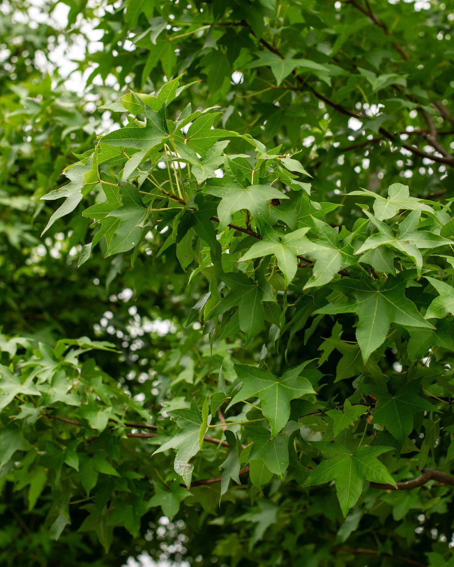 American Sweet Gum - Image 4