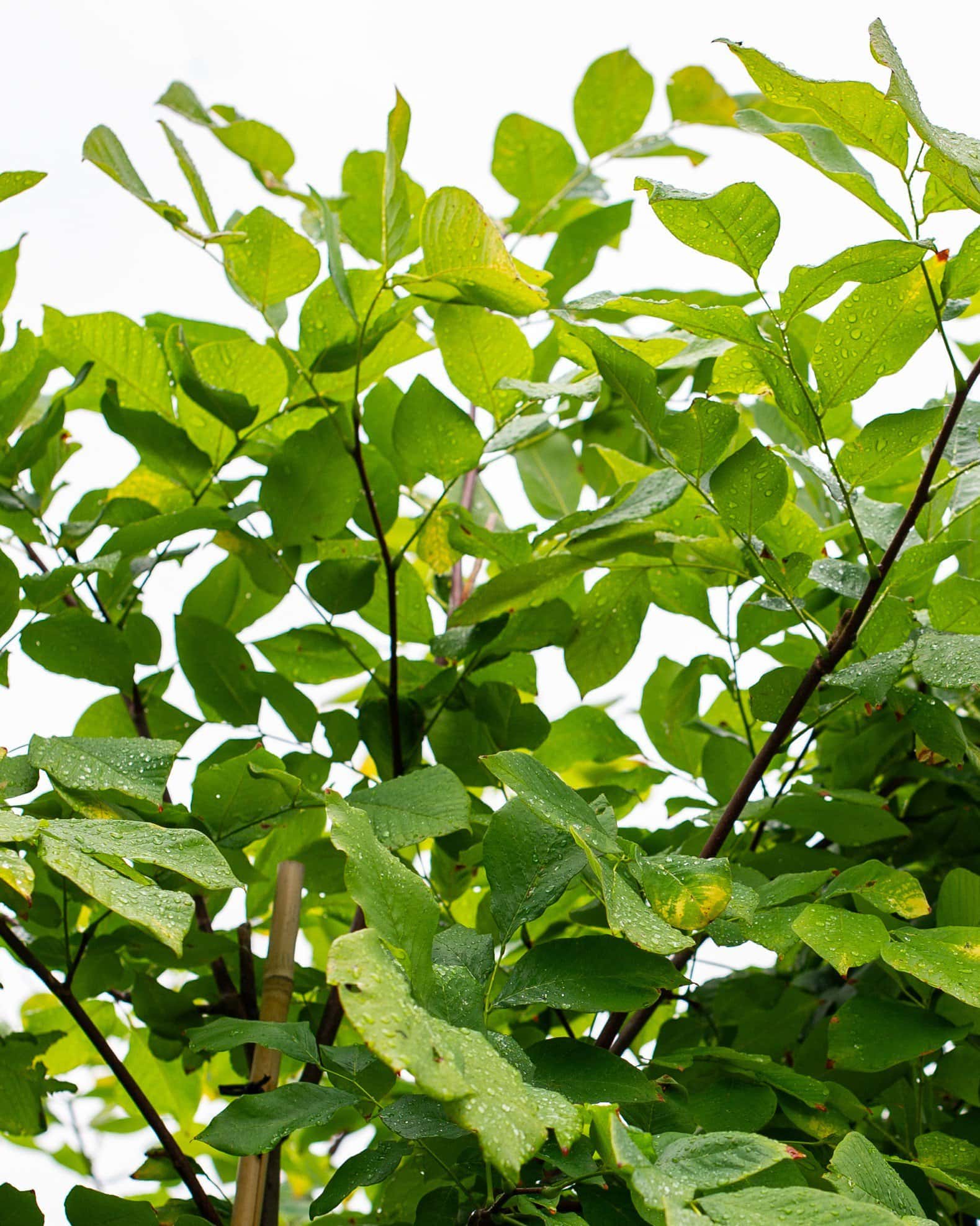 American Yellowwood - Main Image