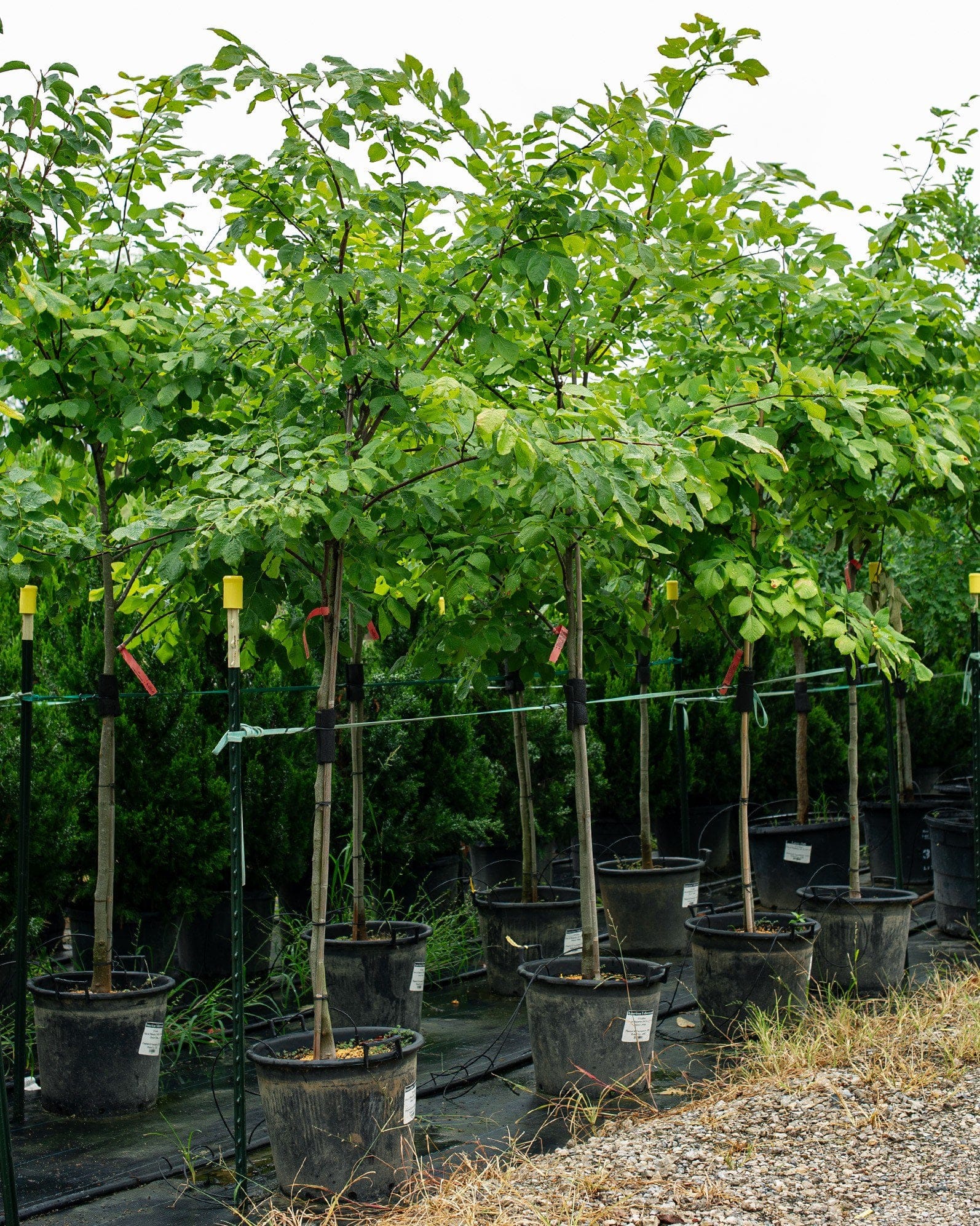 American Yellowwood - view 2