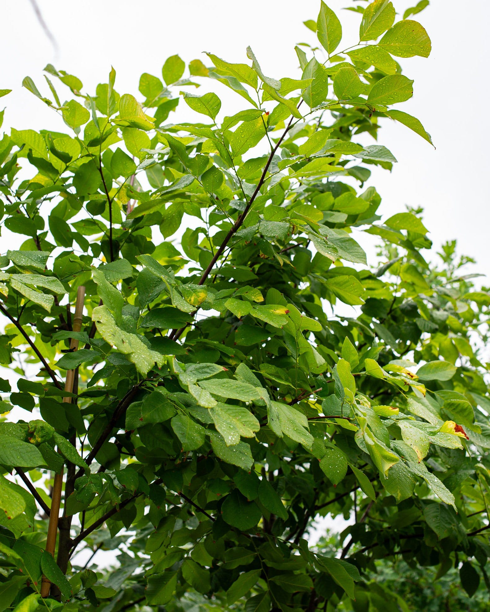 American Yellowwood - view 3