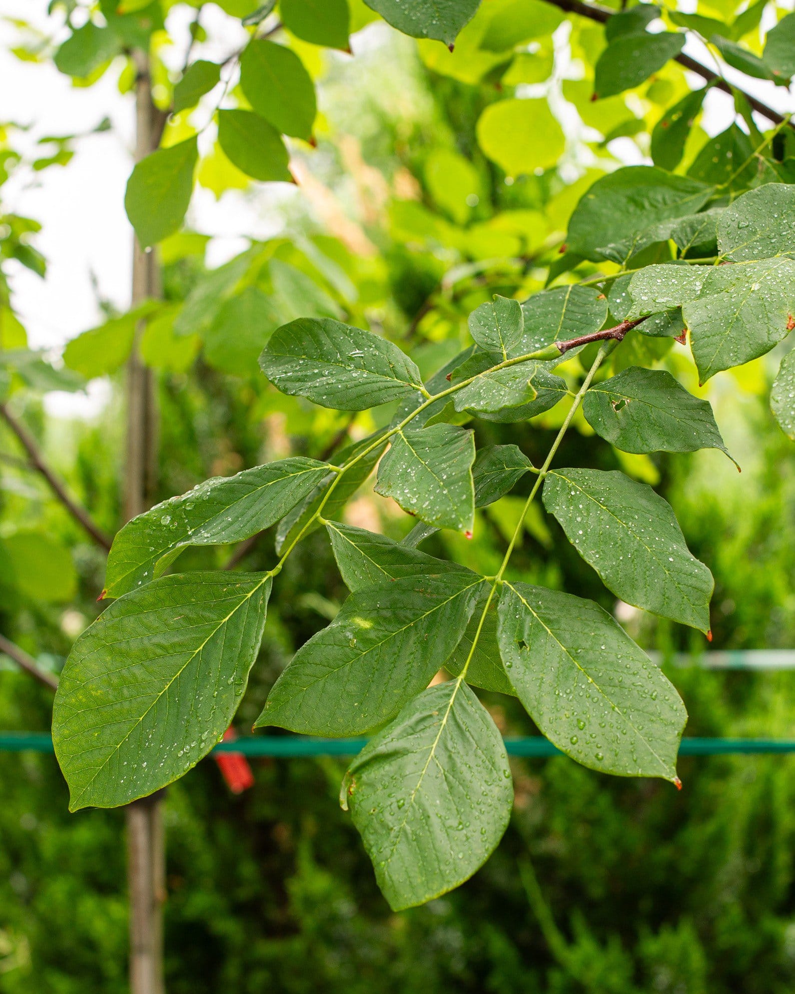 American Yellowwood - view 4