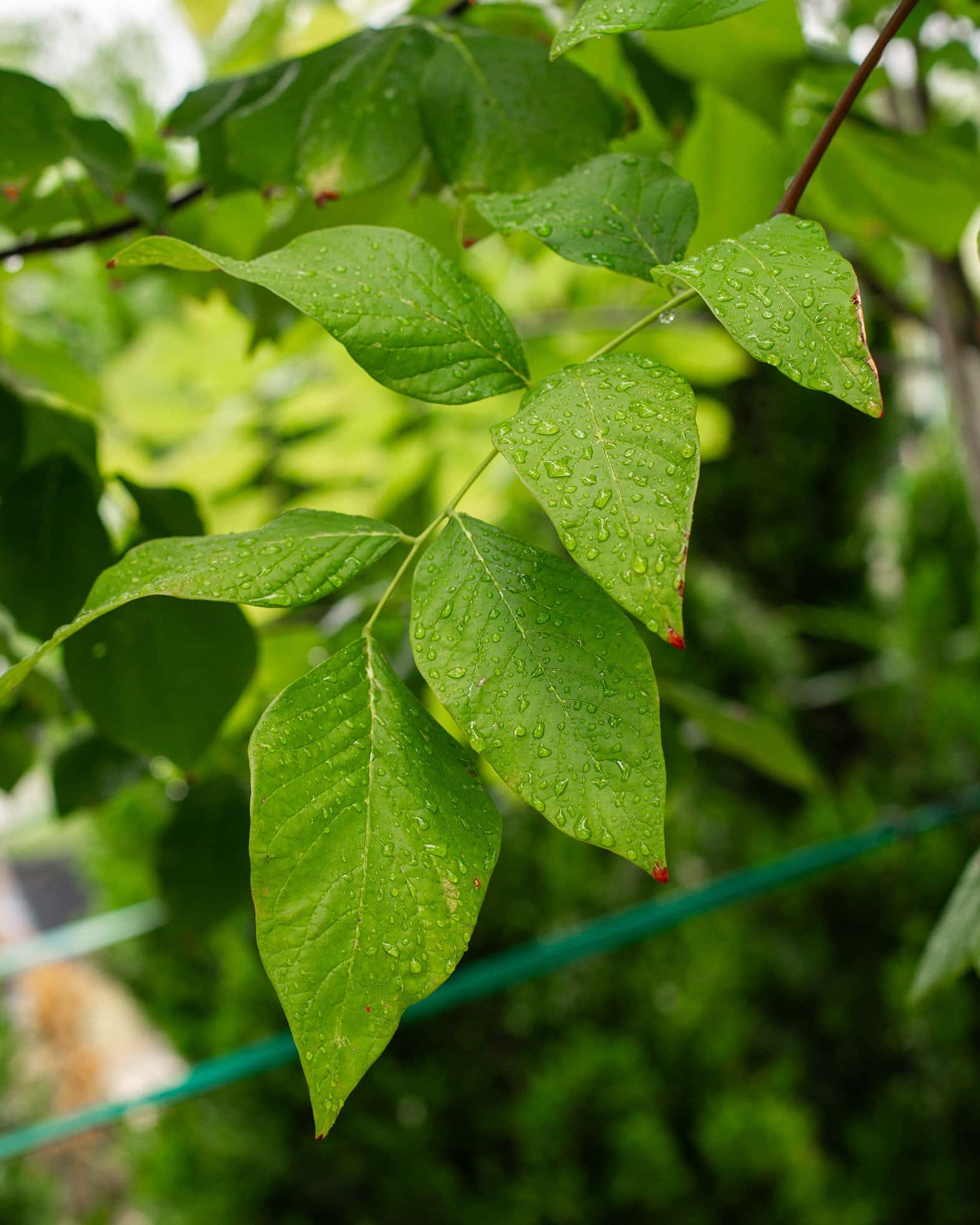 American Yellowwood - Image 2