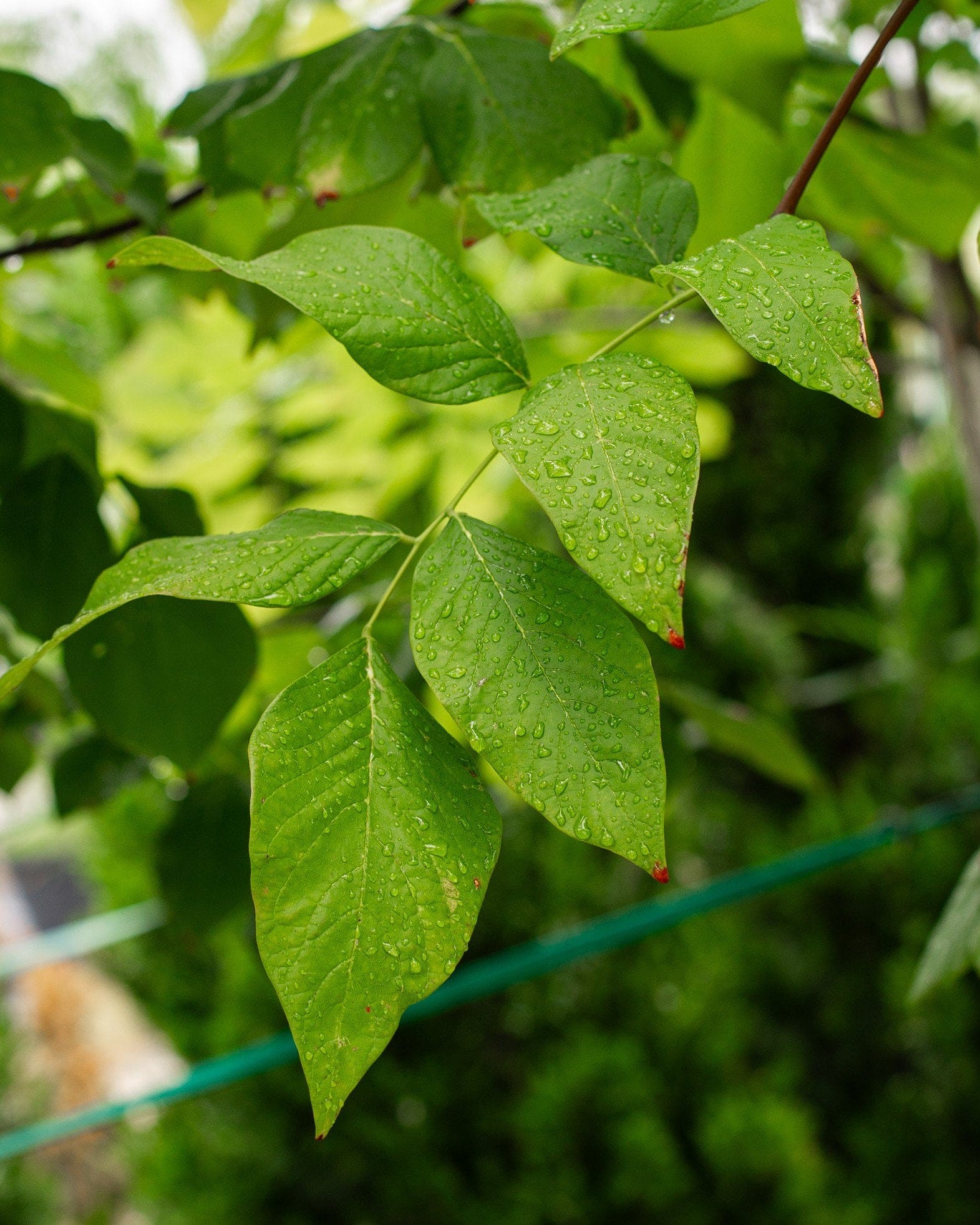 American Yellowwood - view 5