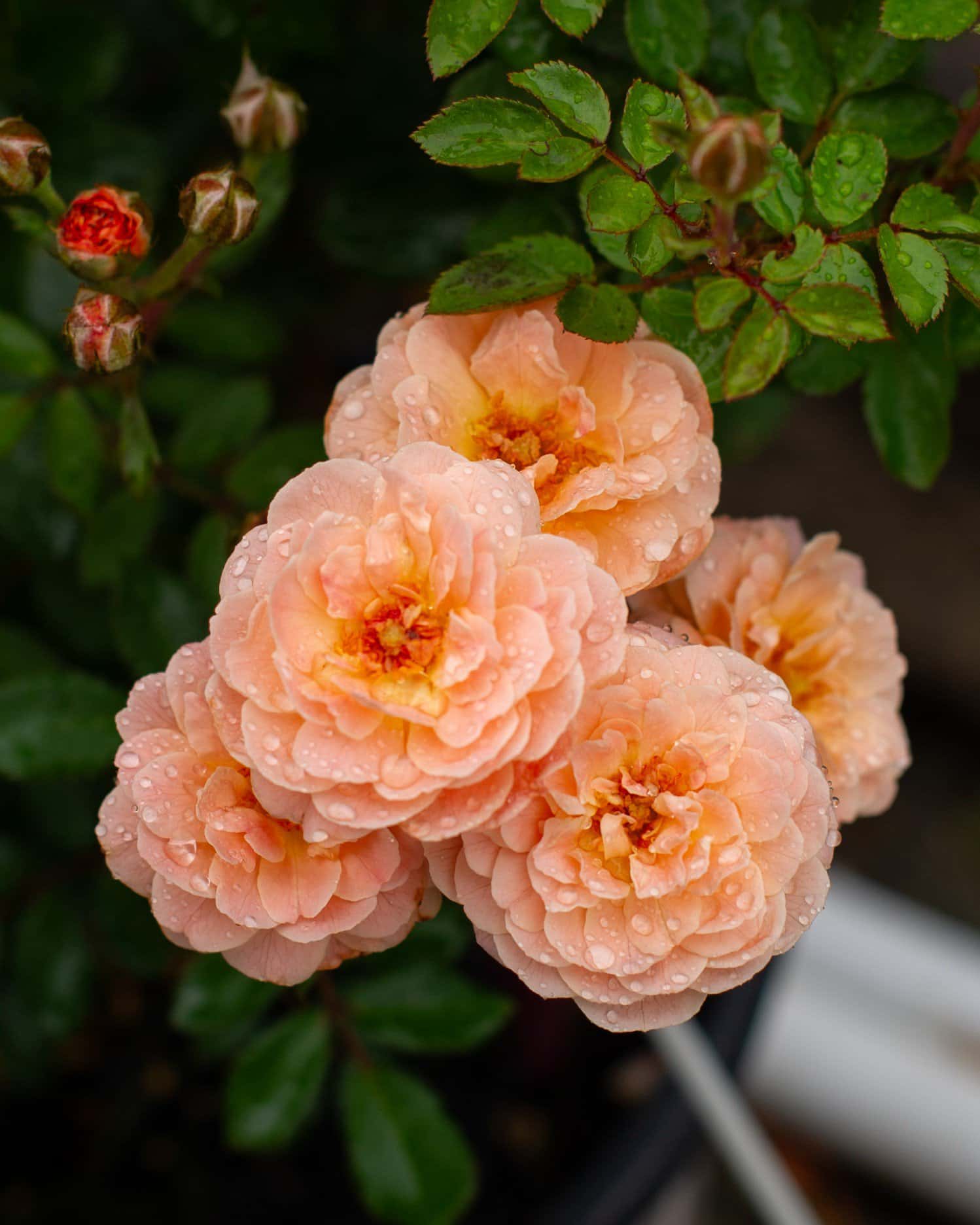 Apricot Drift Rose - Image 1