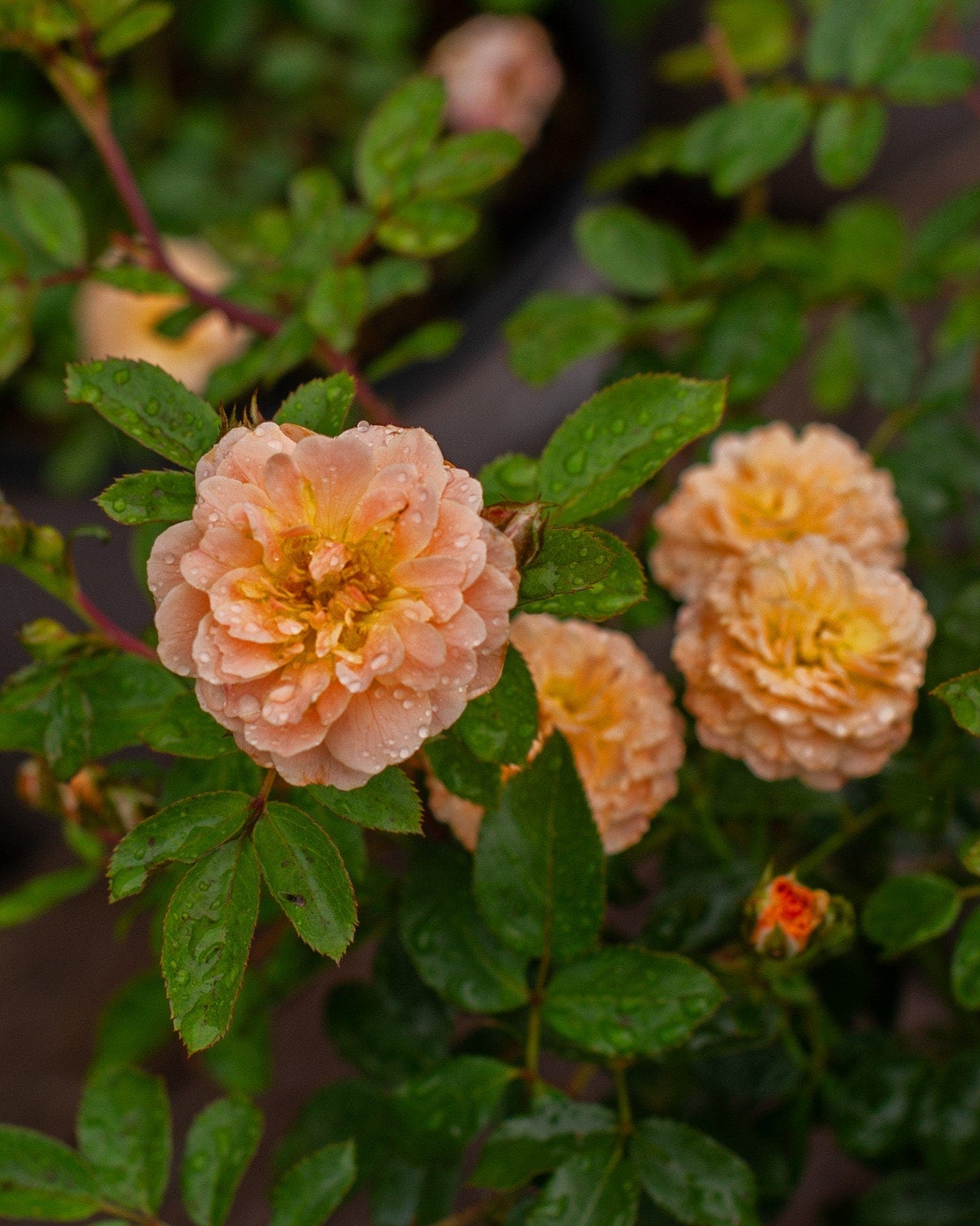 Apricot Drift Rose - view 3