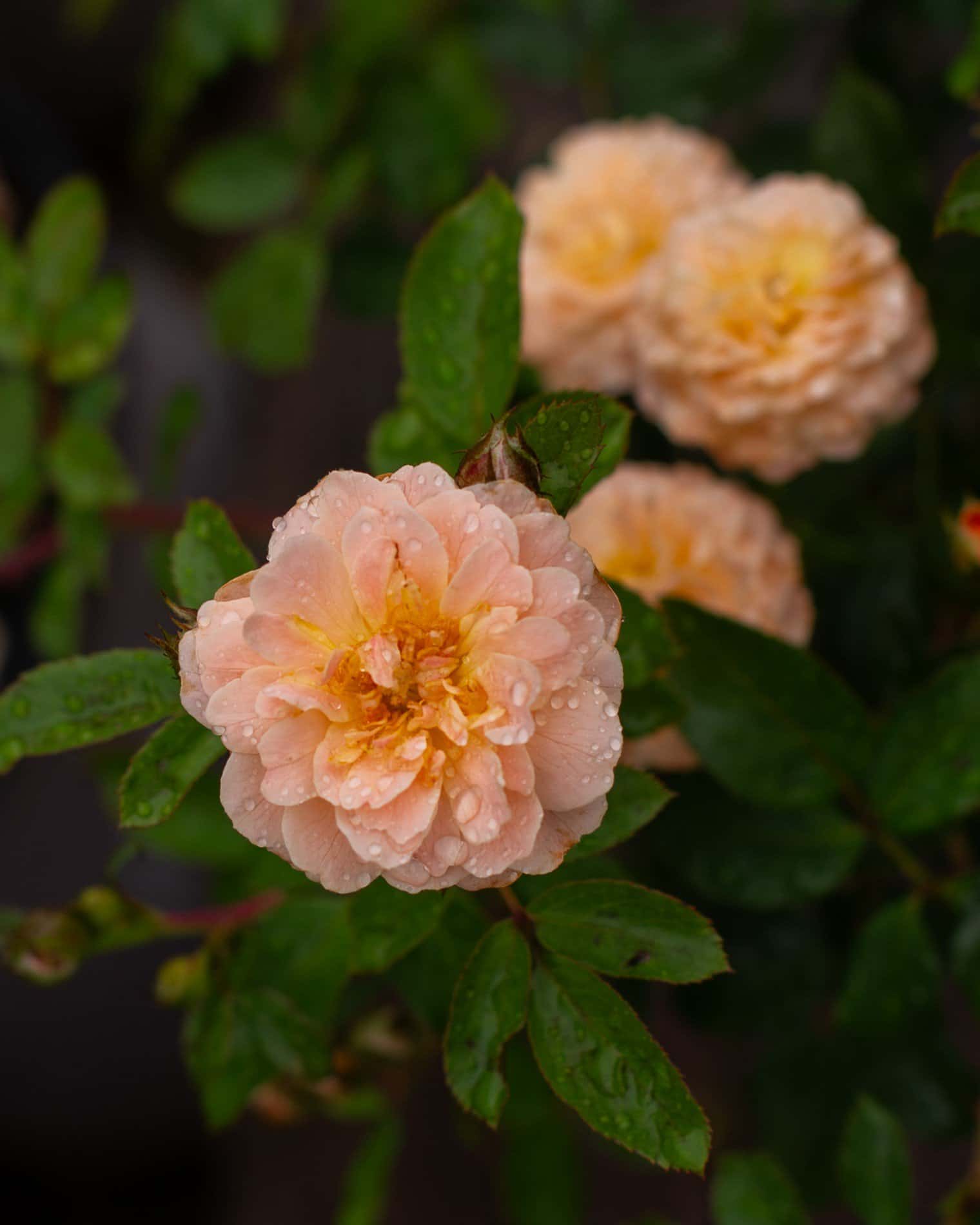 Apricot Drift Rose - Image 3