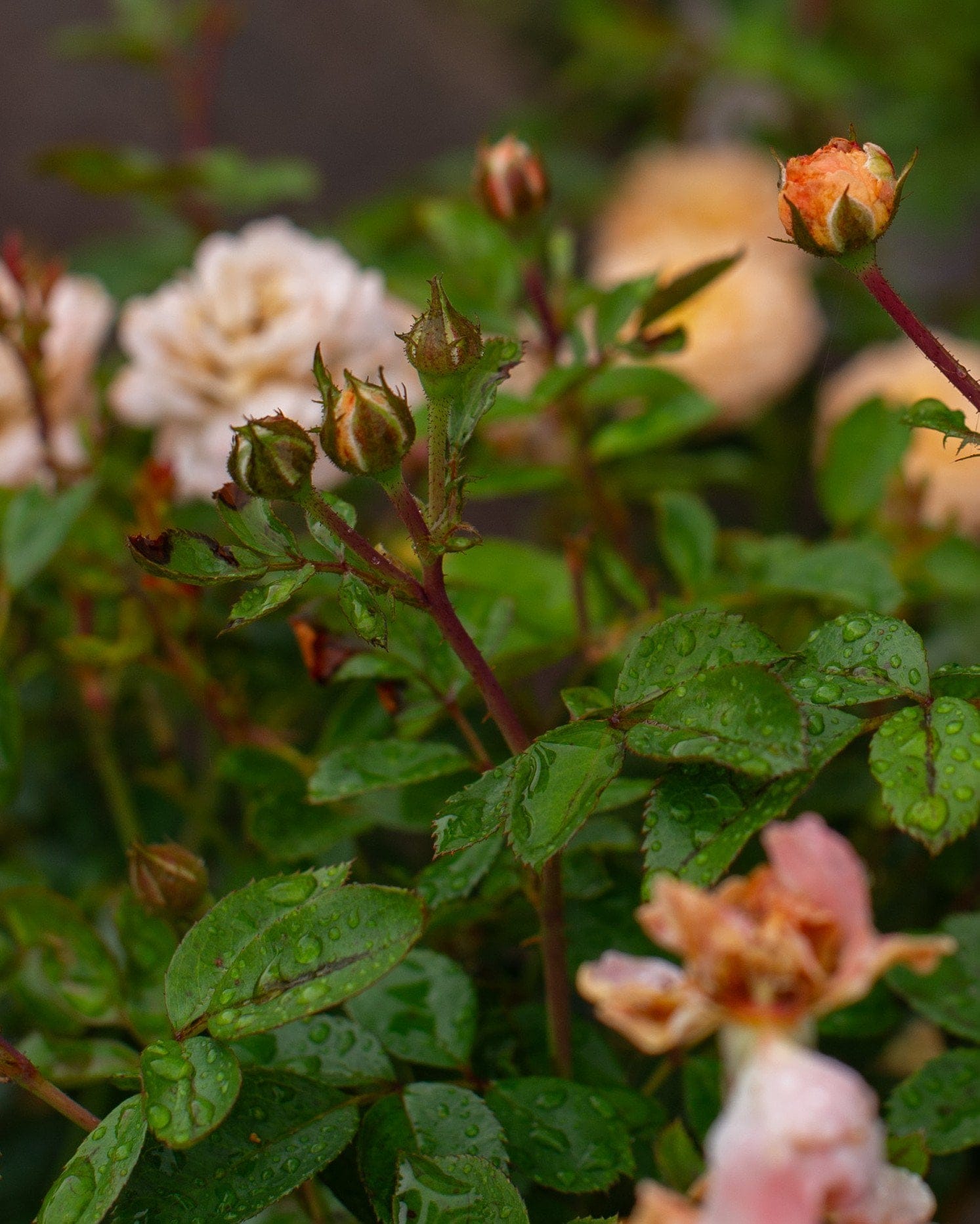 Apricot Drift Rose - view 5