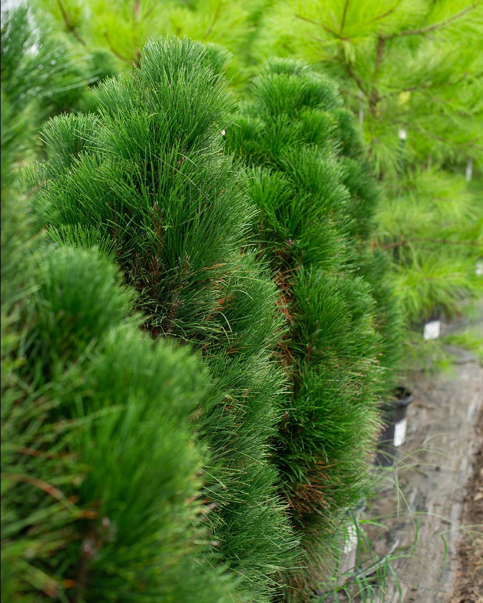 Austrian Pine Green Tower - Image 3
