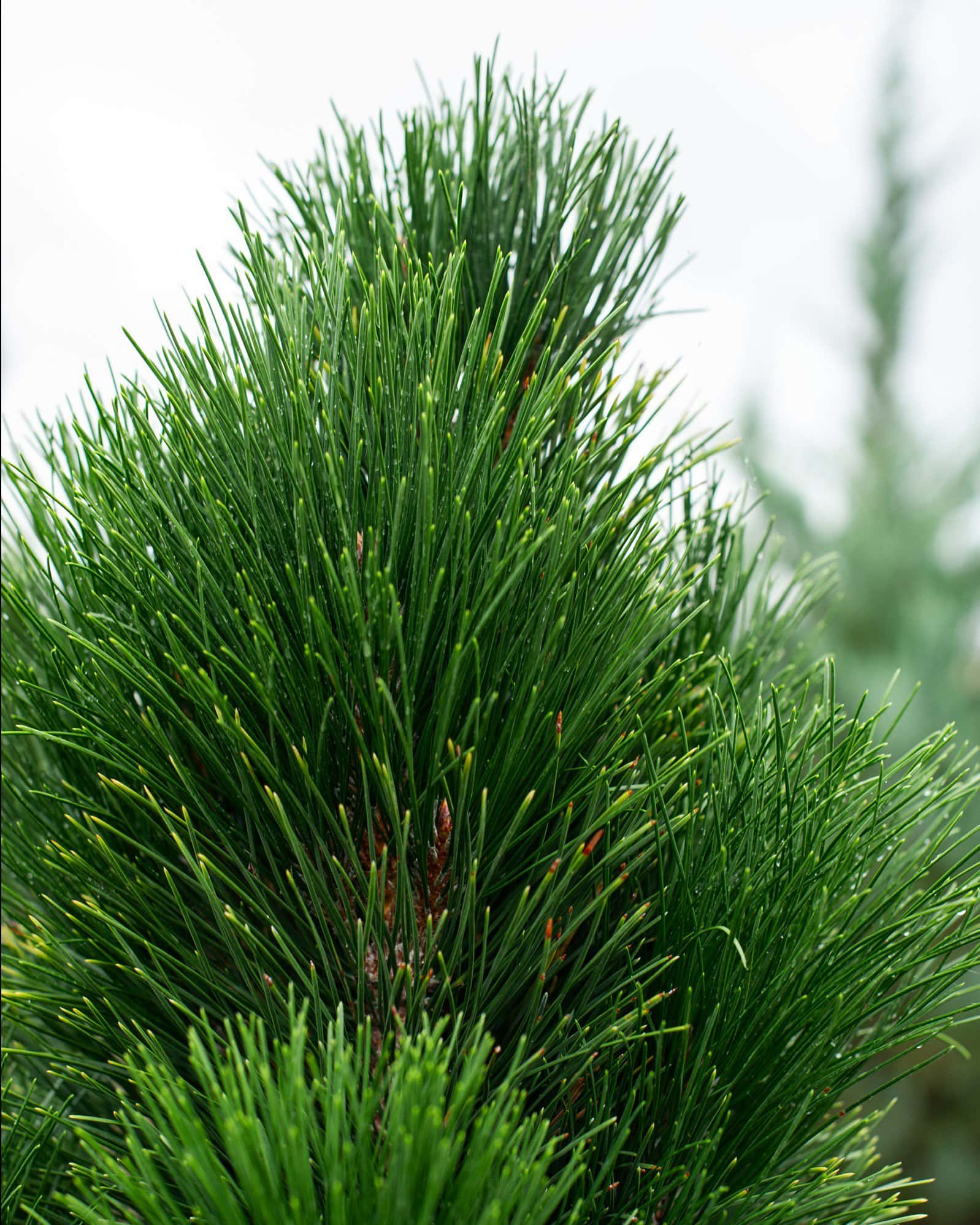 Austrian Pine Green Tower - Image 4