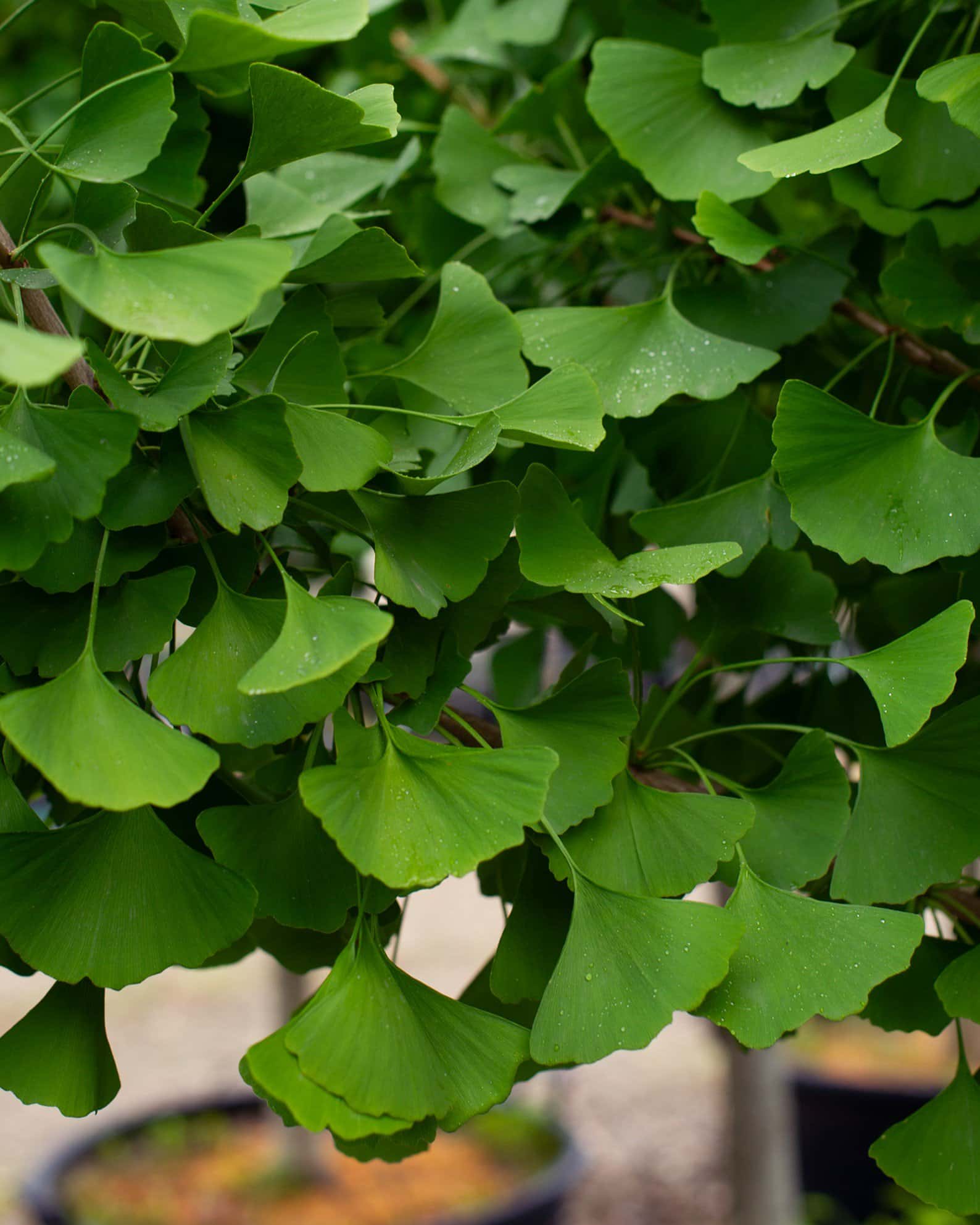 Autumn Gold Ginkgo - Main Image