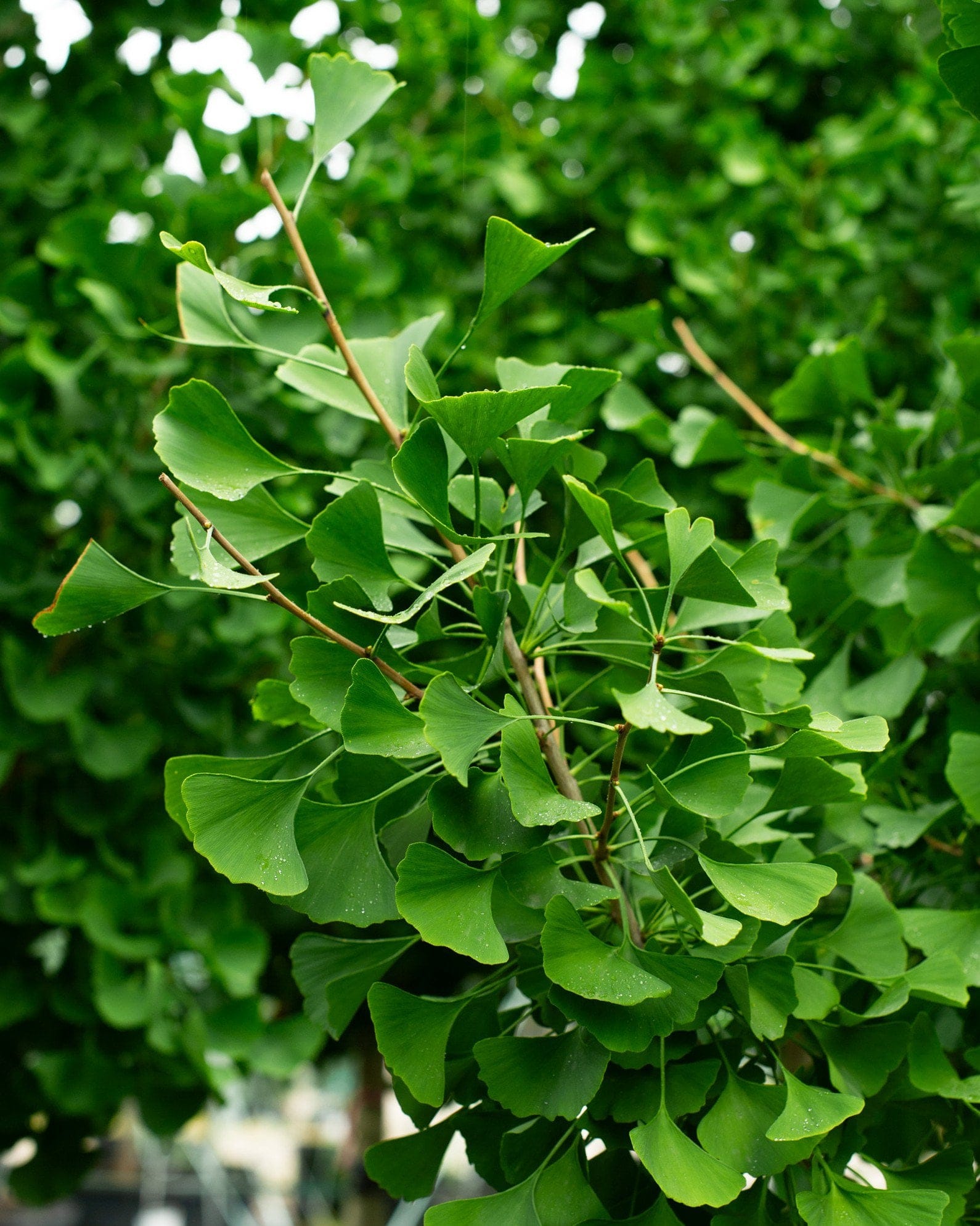 Autumn Gold Ginkgo - view 2