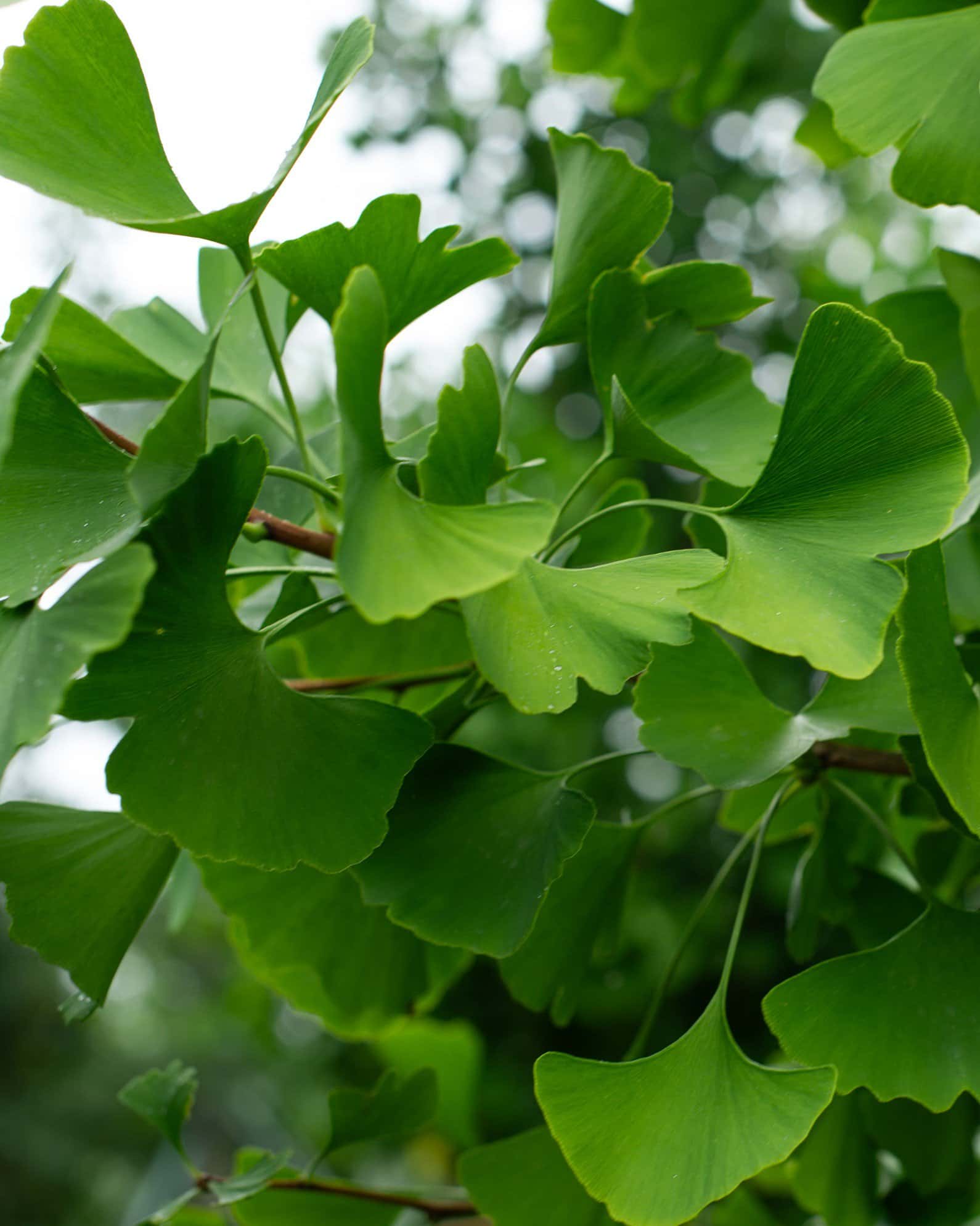 Autumn Gold Ginkgo - Image 2