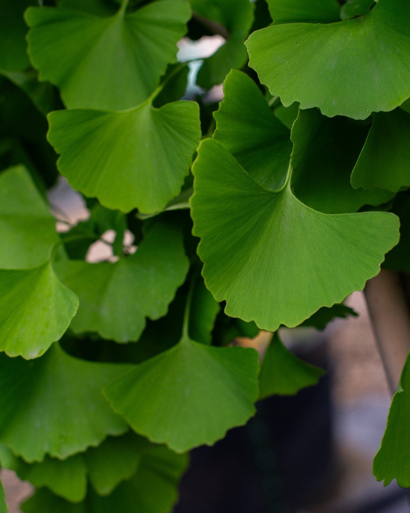 Autumn Gold Ginkgo - view 3