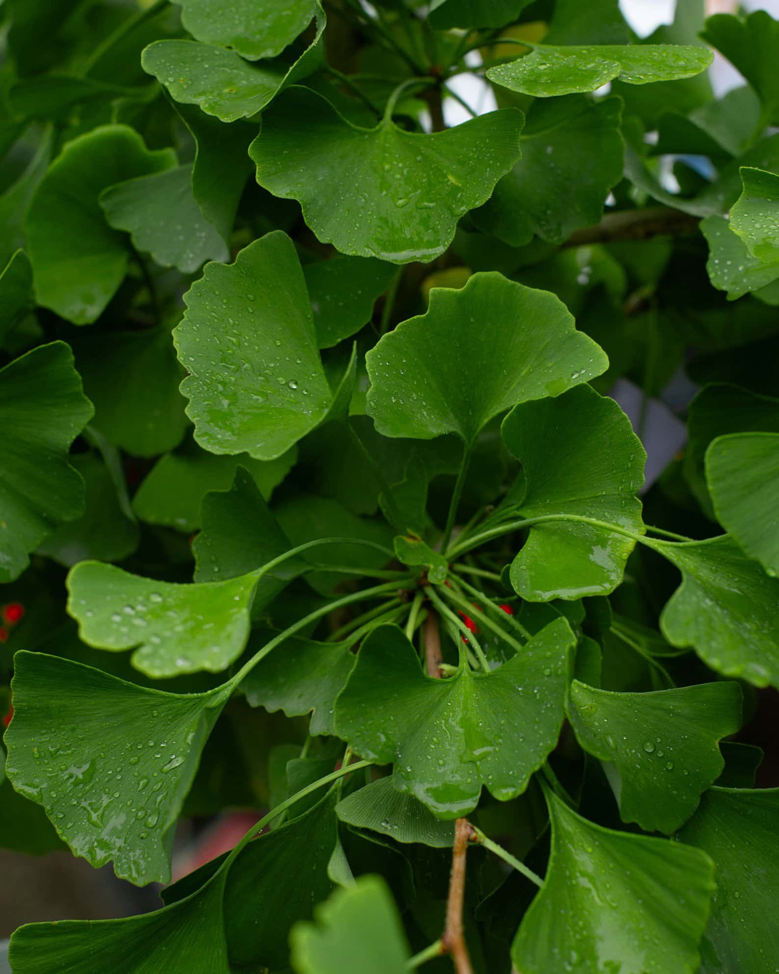 Autumn Gold Ginkgo - Image 3
