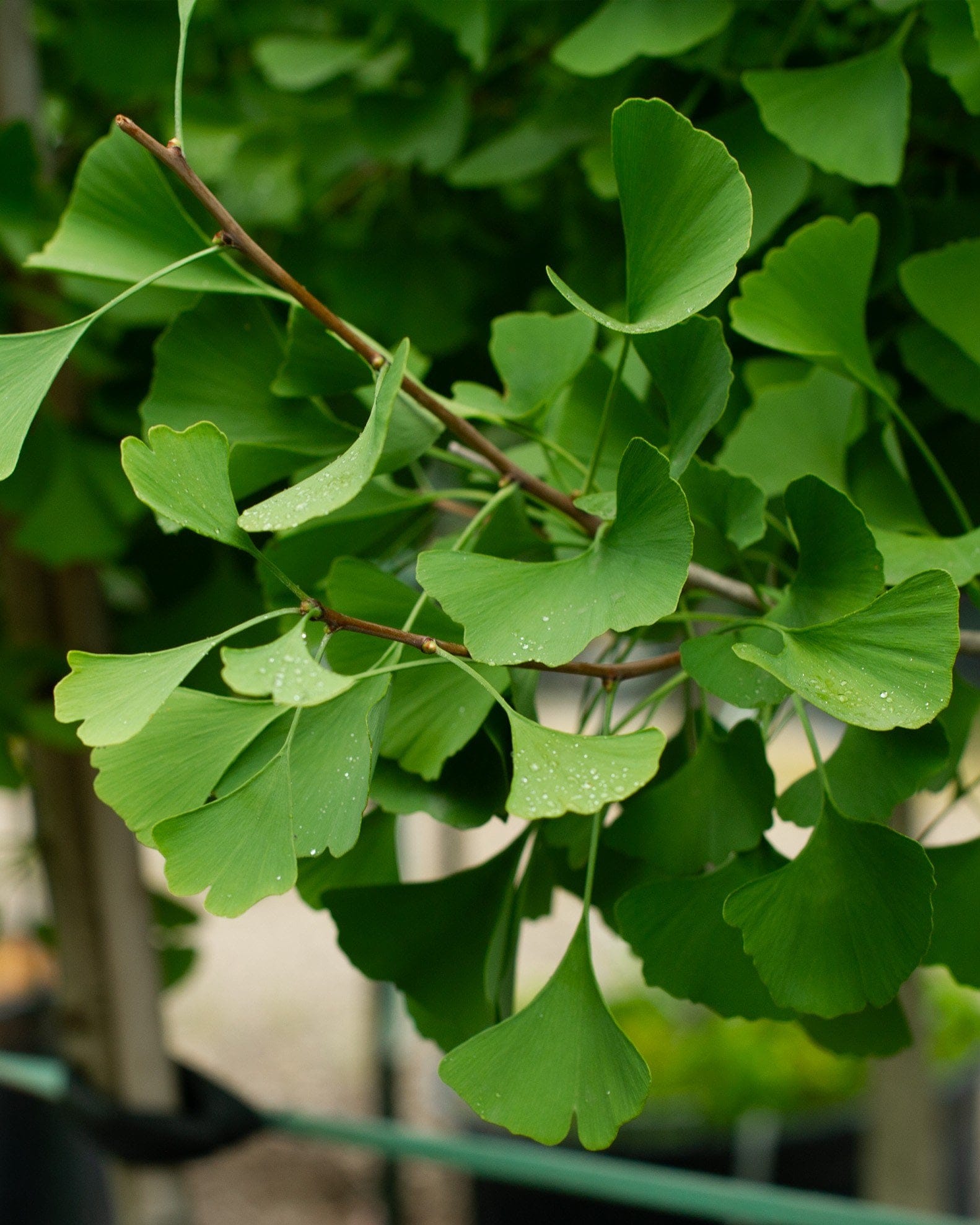 Autumn Gold Ginkgo - view 4