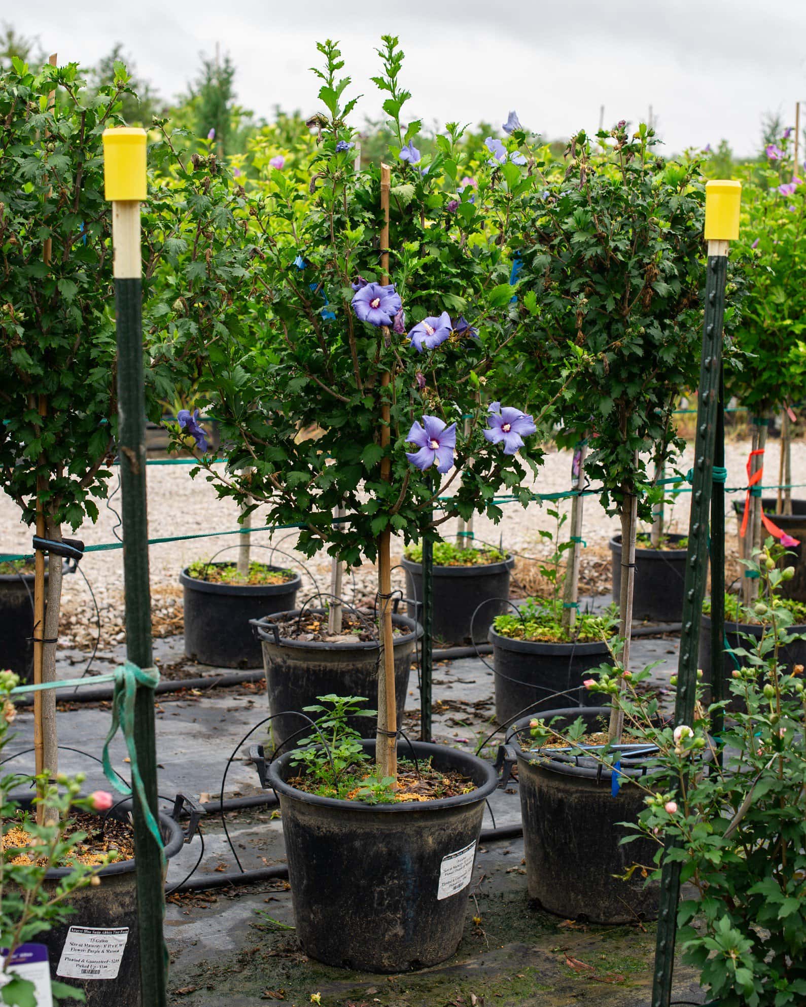 Azurri Blue Satin Althea Tree Form - Image 1