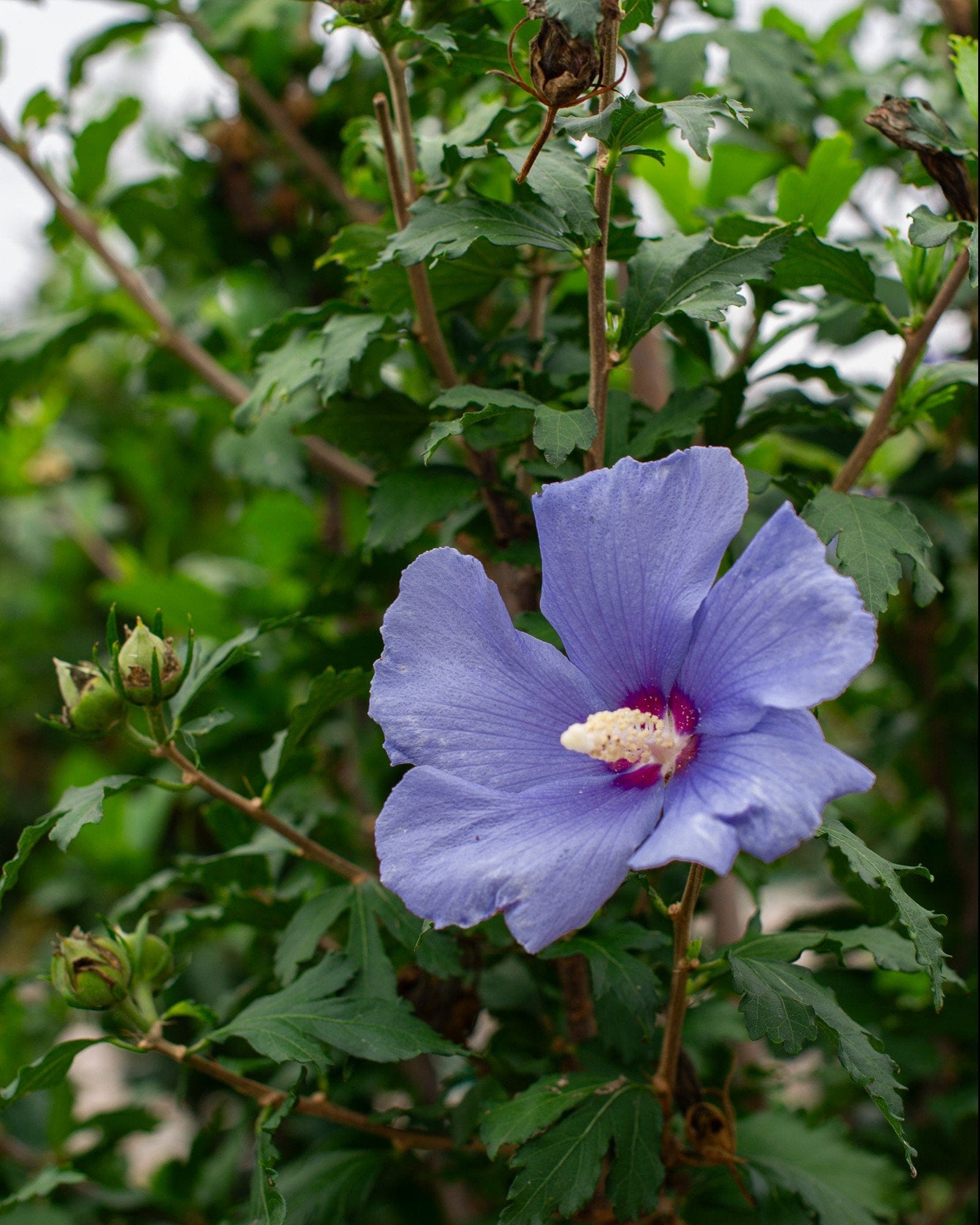 Azurri Blue Satin Althea Tree Form - view 2