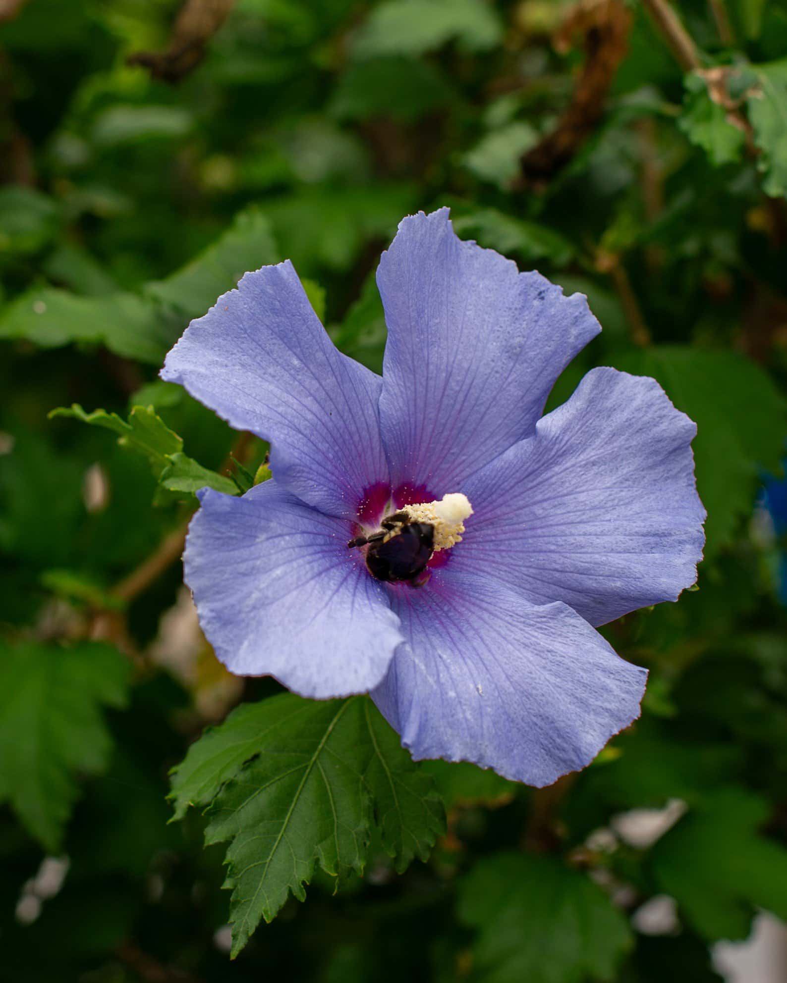 Azurri Blue Satin Althea Tree Form - Image 3