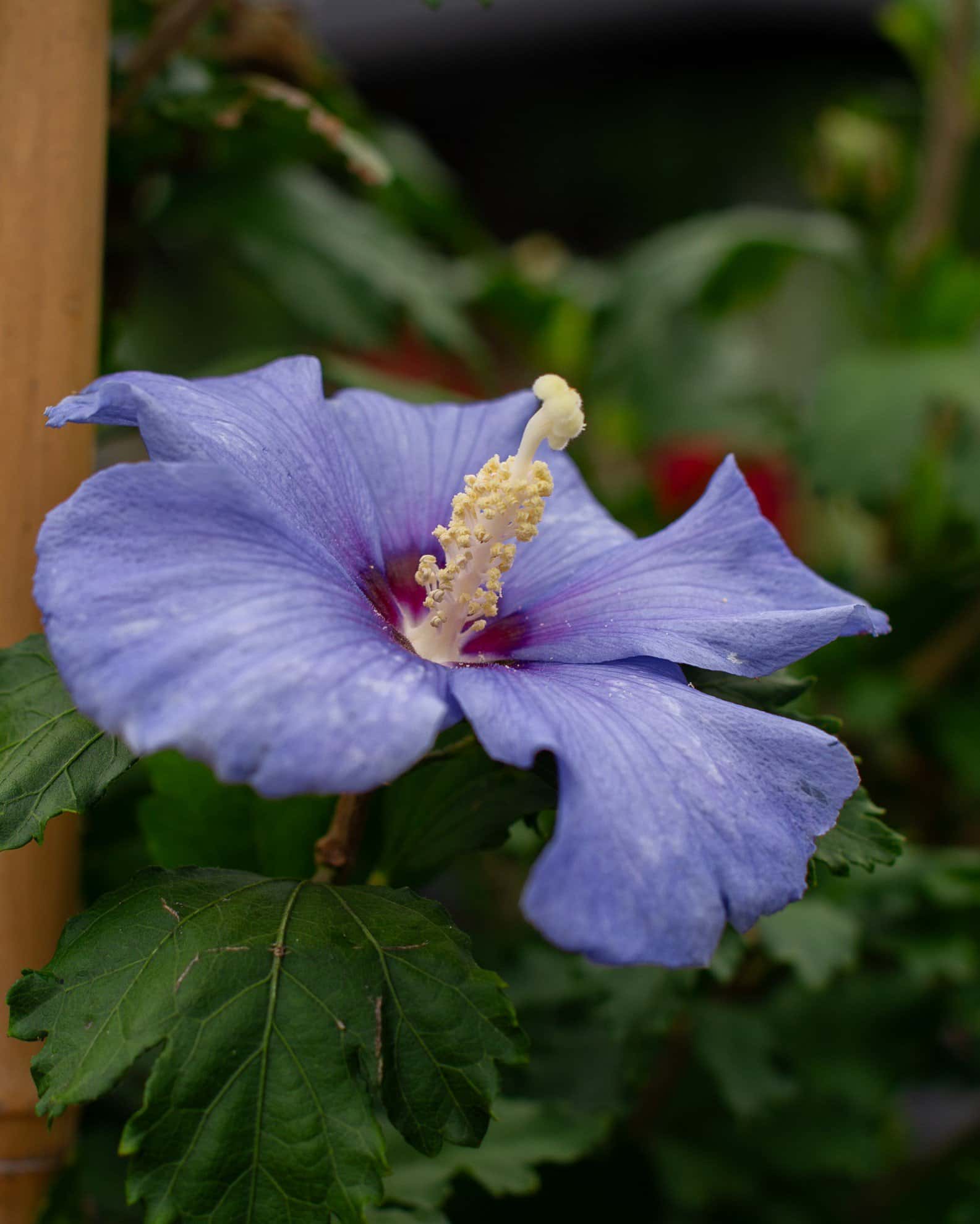 Azurri Blue Satin Althea Tree Form - Image 4