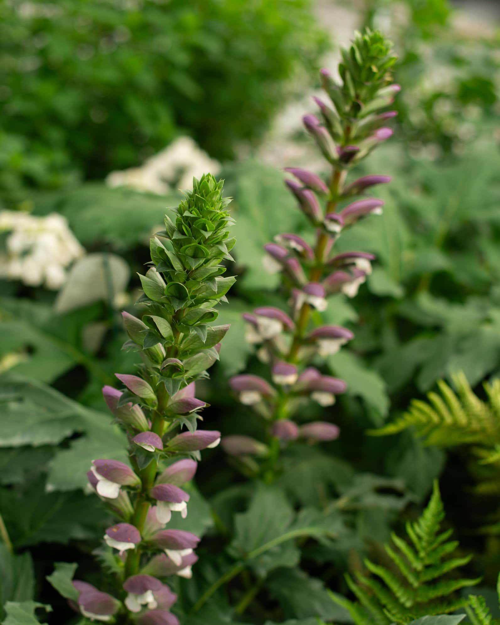 Bear's Breeches Acanthus - Main Image