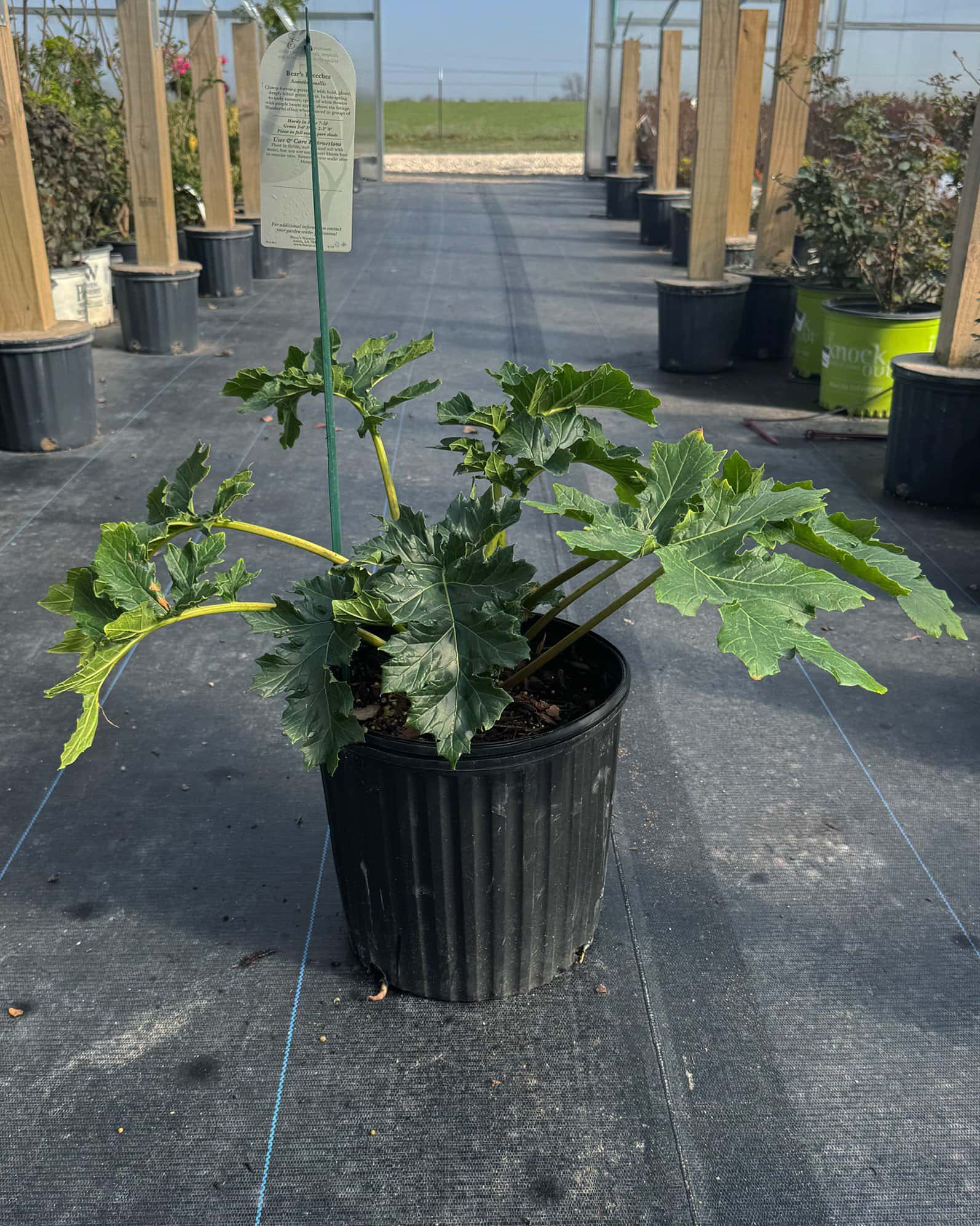 Bear's Breeches Acanthus - Image 3