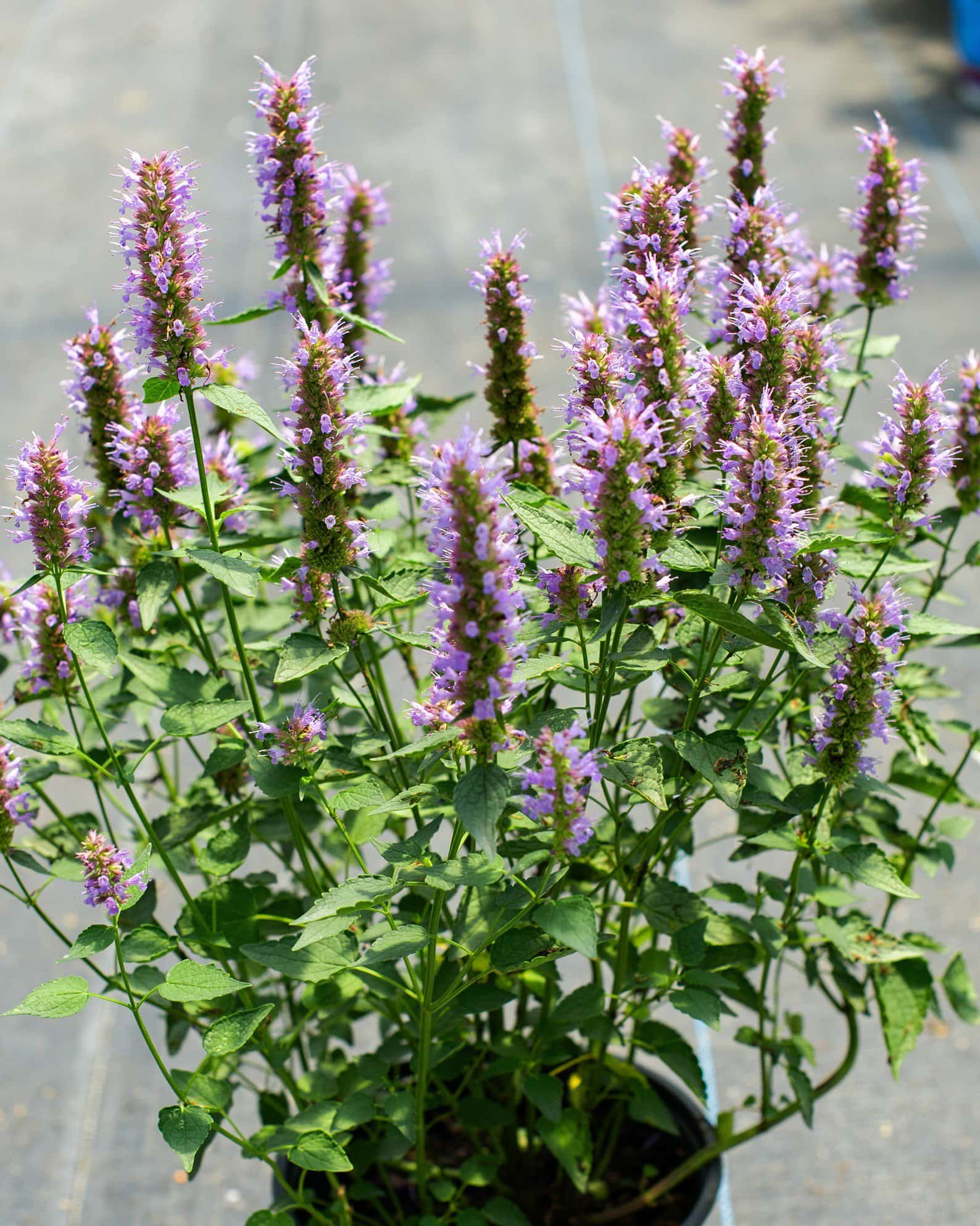 Beelicious Purple Agastache - Main Image