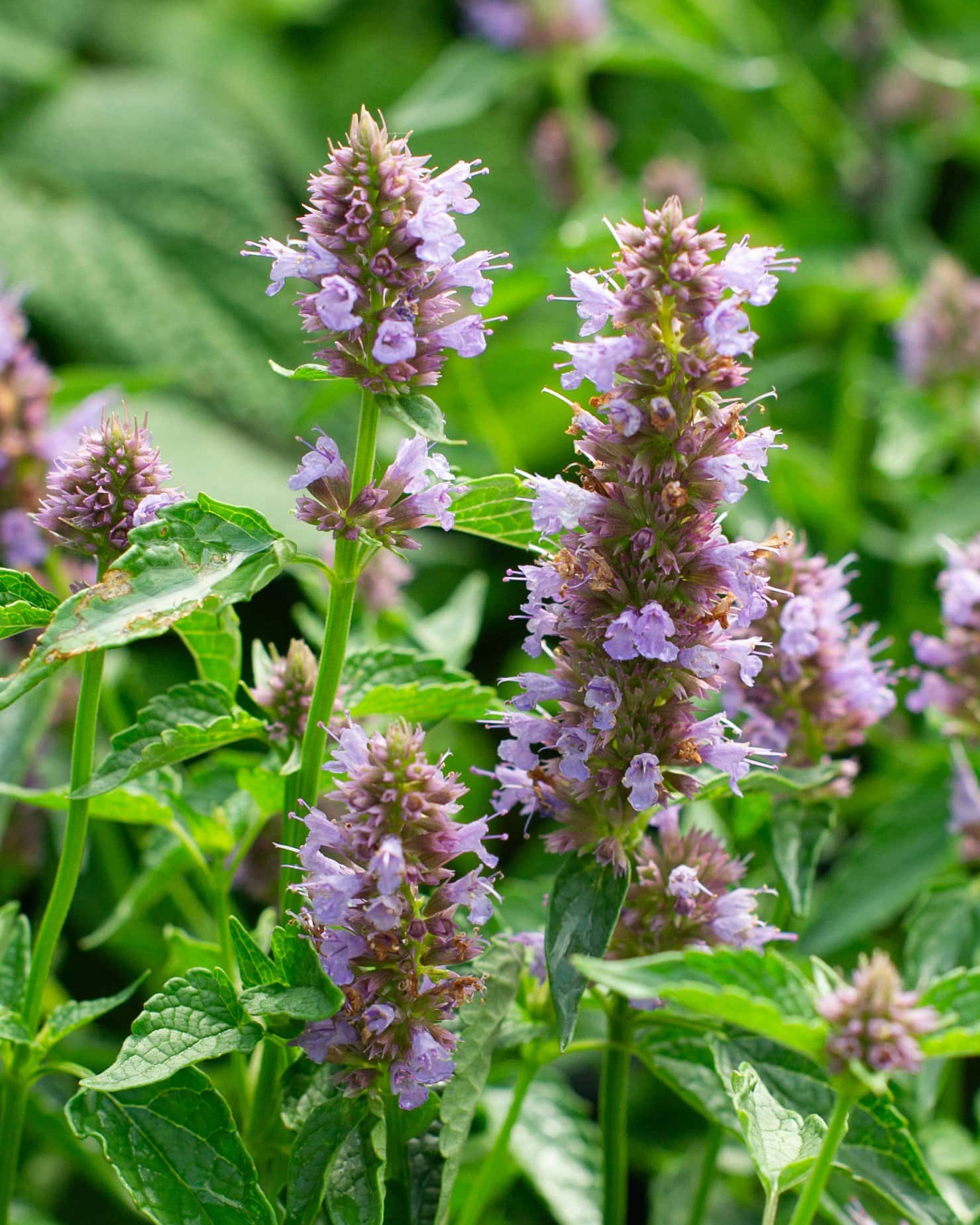 Beelicious Purple Agastache - Image 3