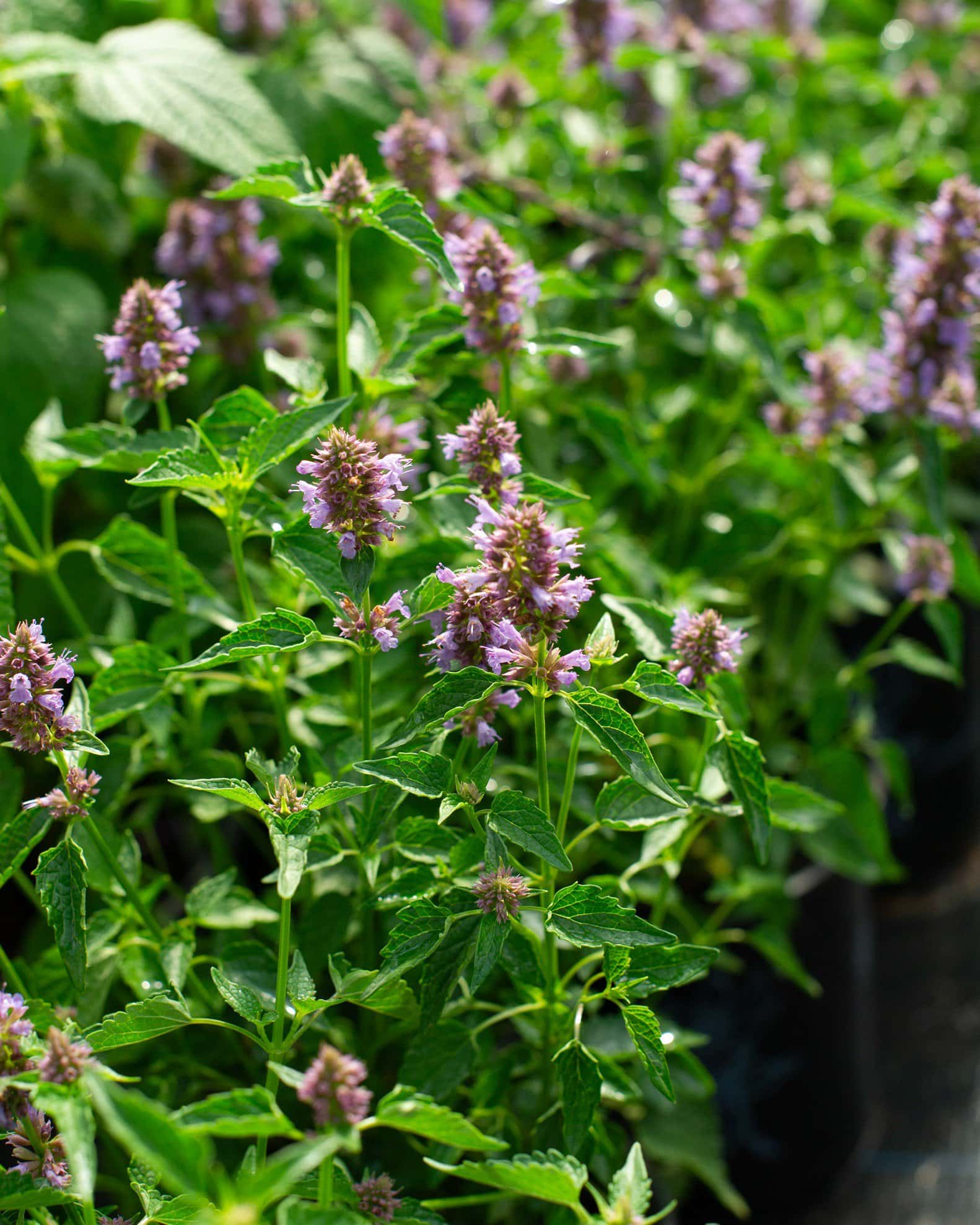 Beelicious Purple Agastache - Image 5